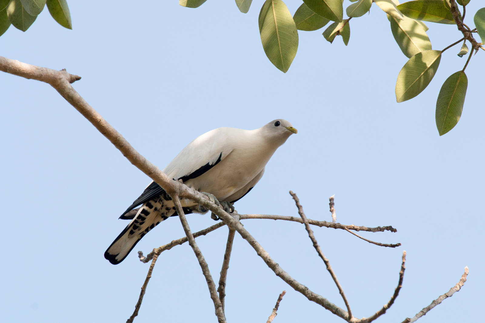Pied Imperial Pigeon