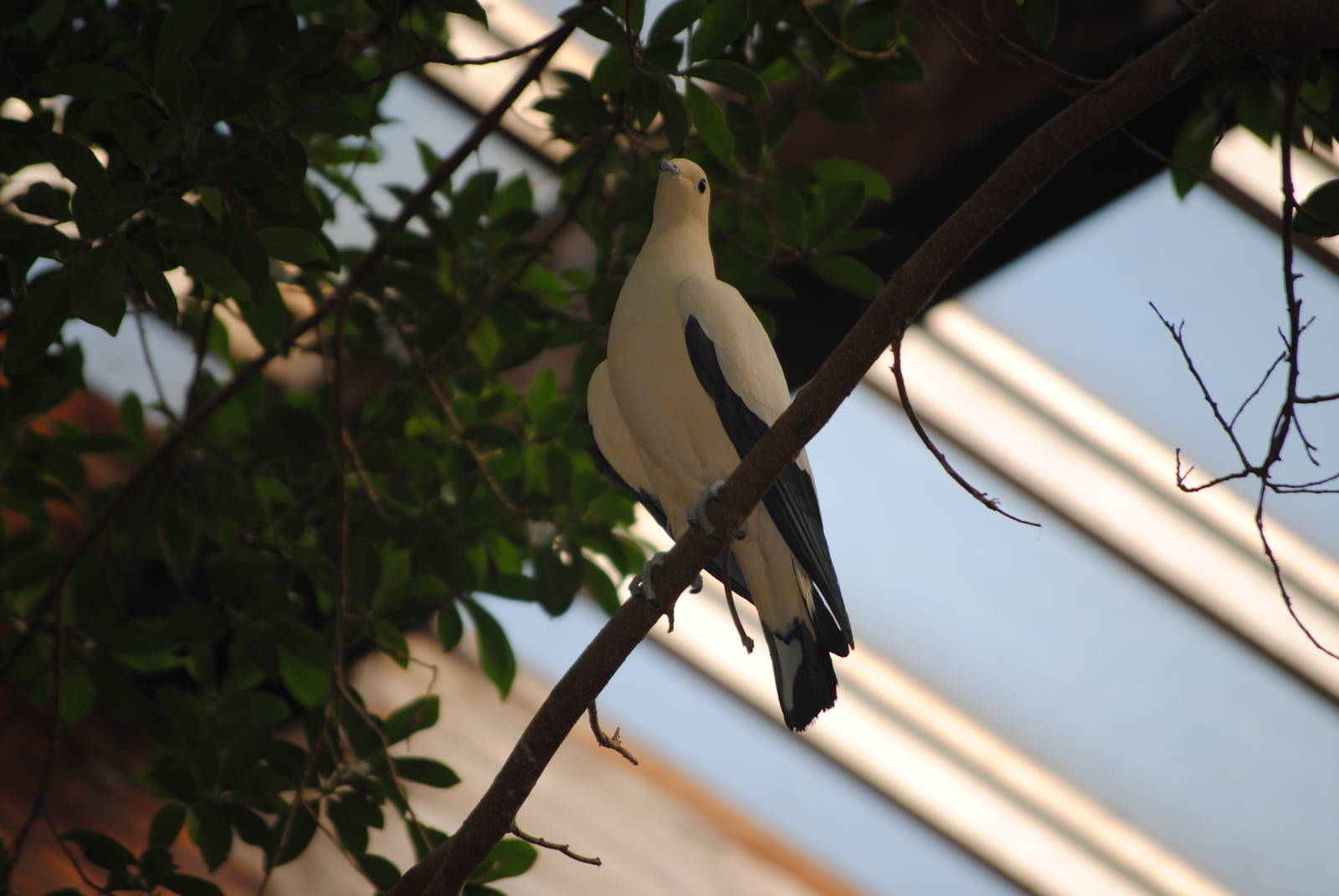 Pied Imperial Pigeon