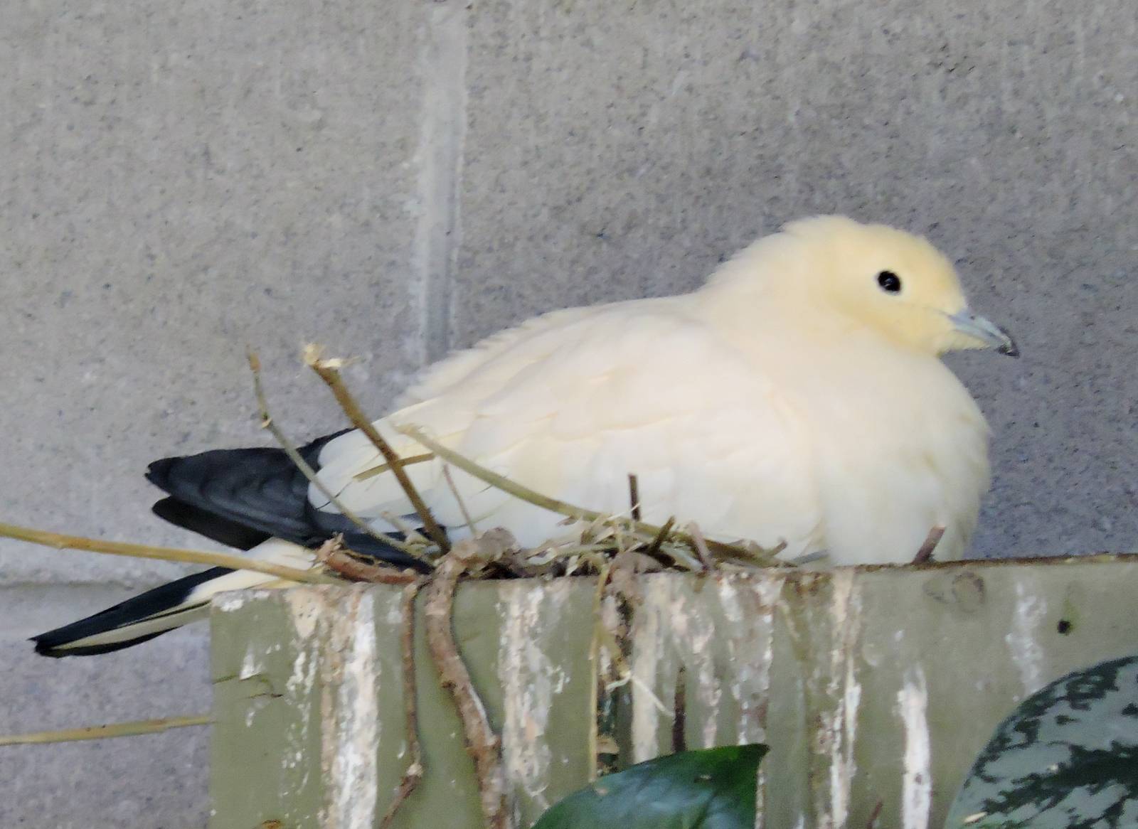 Pied imperial pigeon