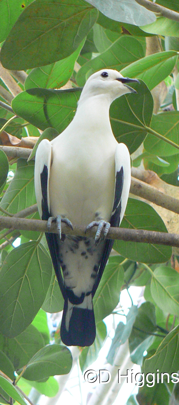 Pied Imperial Pigeon