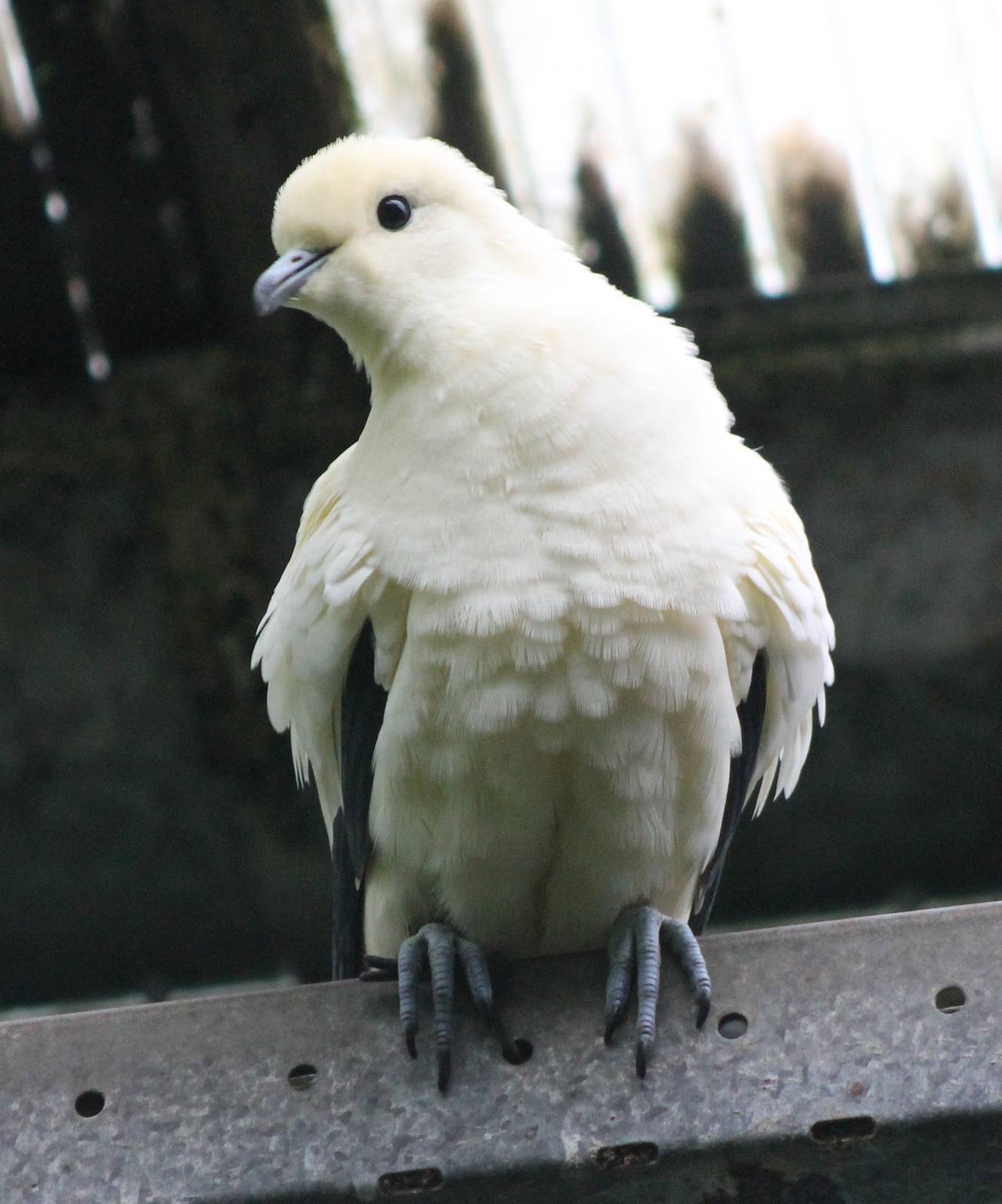 Pied imperial pigeon
