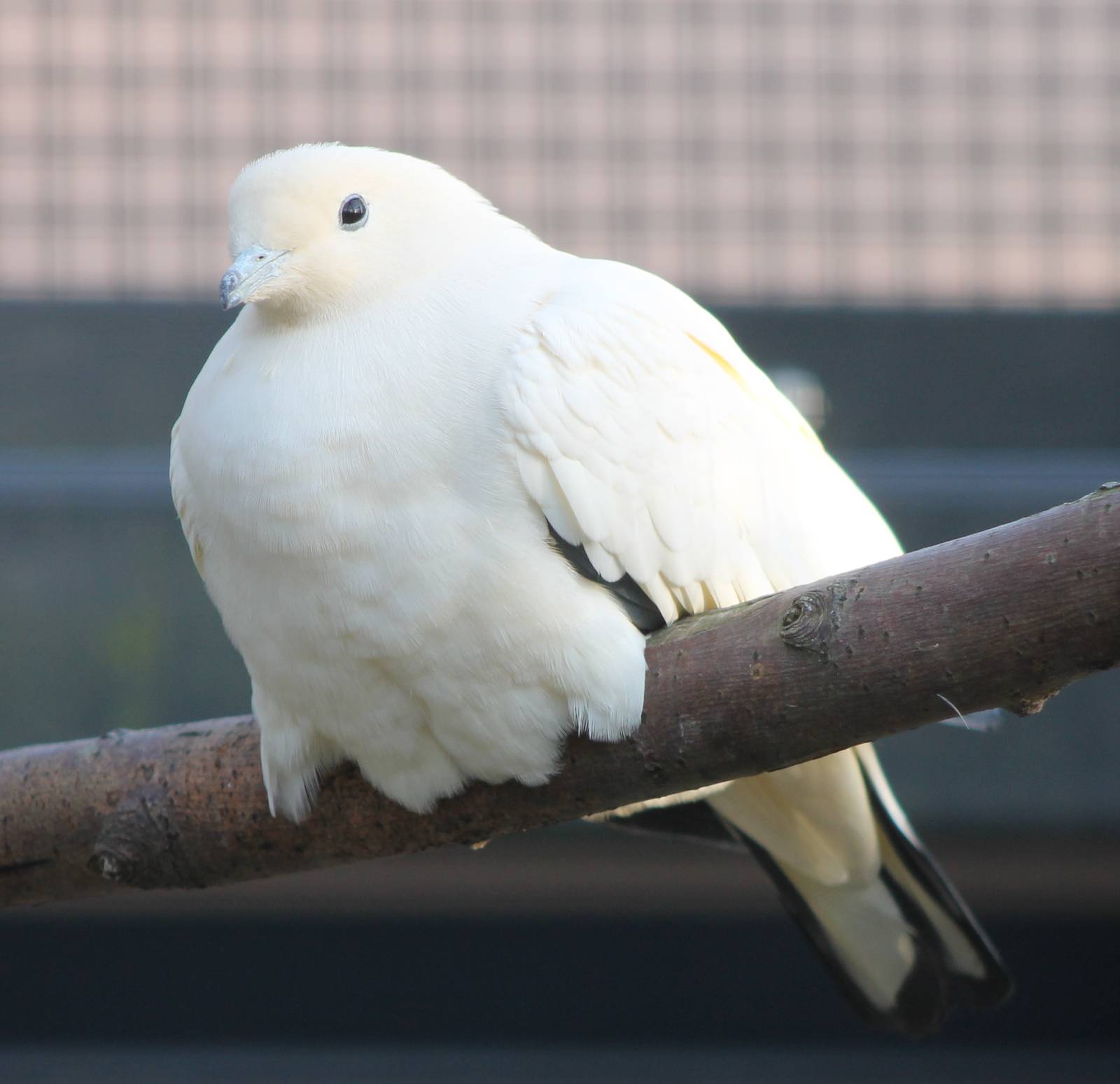 Pied imperial pigeon