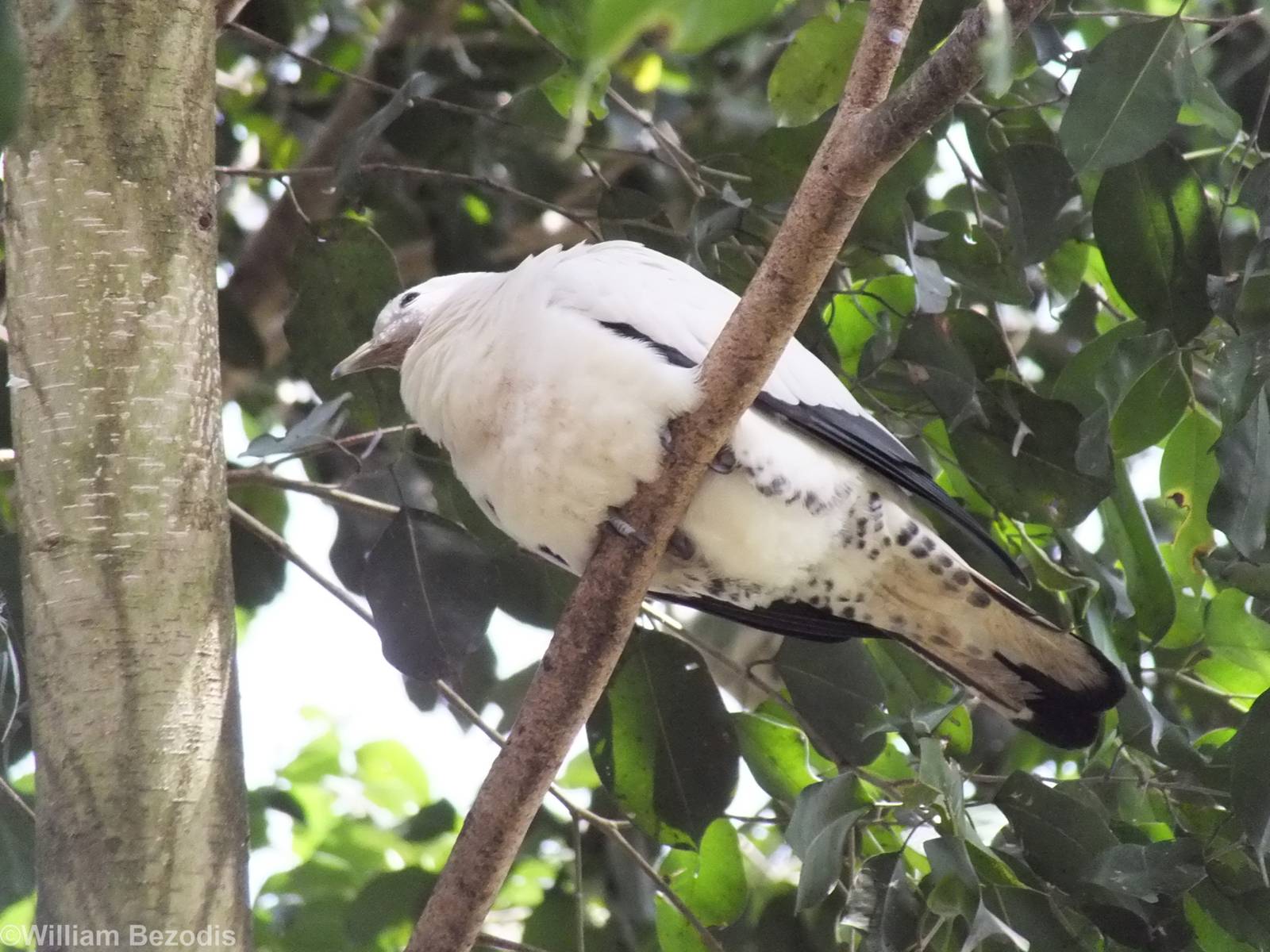 Pied Imperial Pigeon