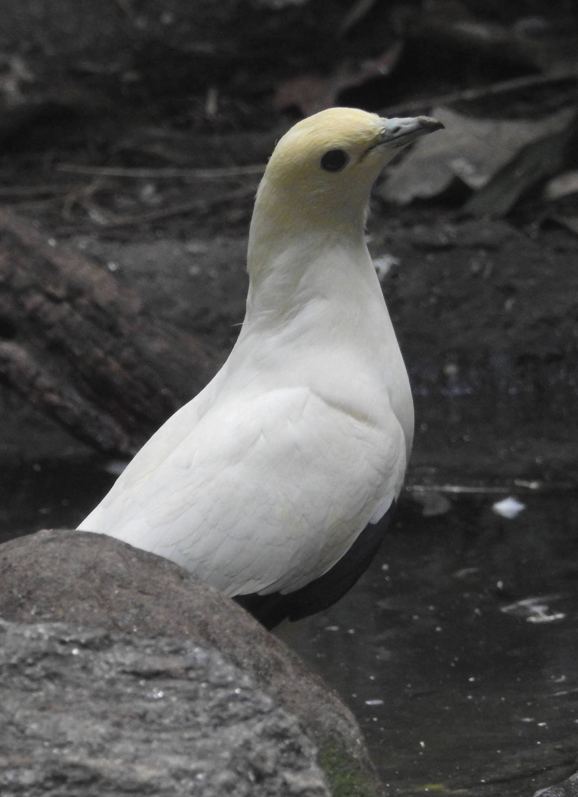 Pied Imperial Pigeon
