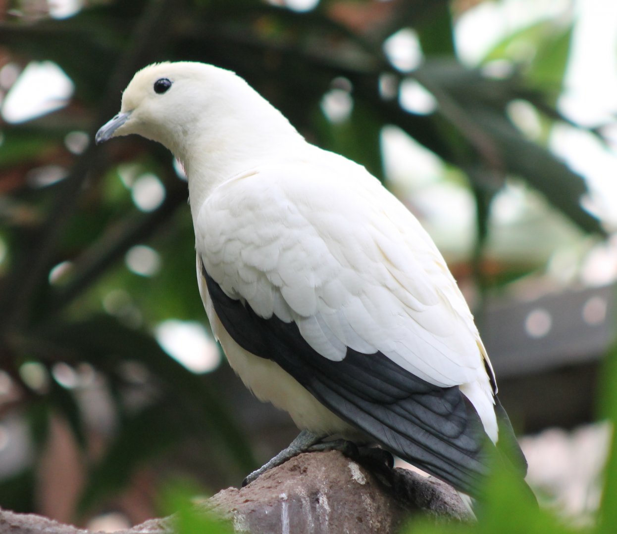 Pied imperial pigeon