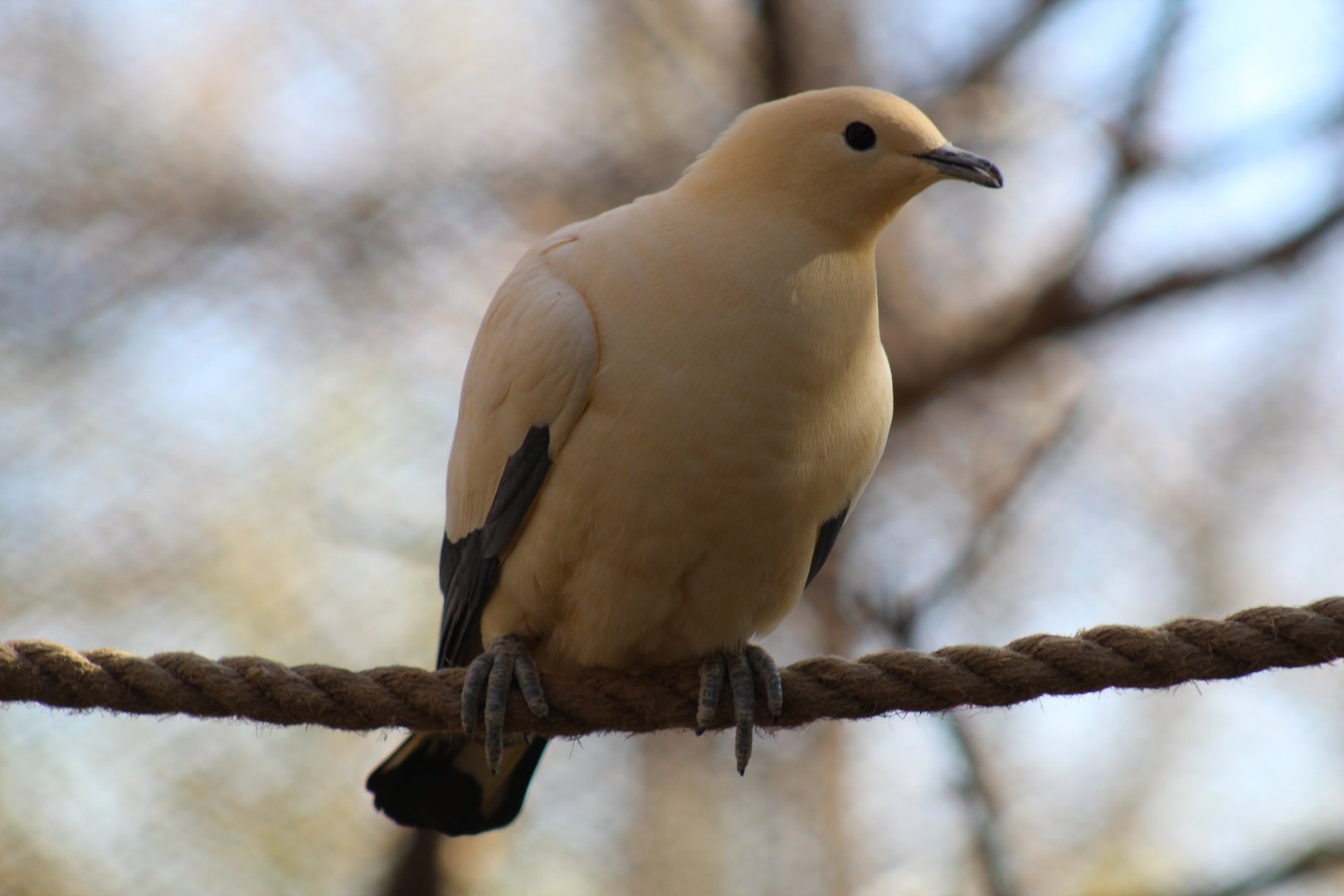 Pied Imperial Pigeon