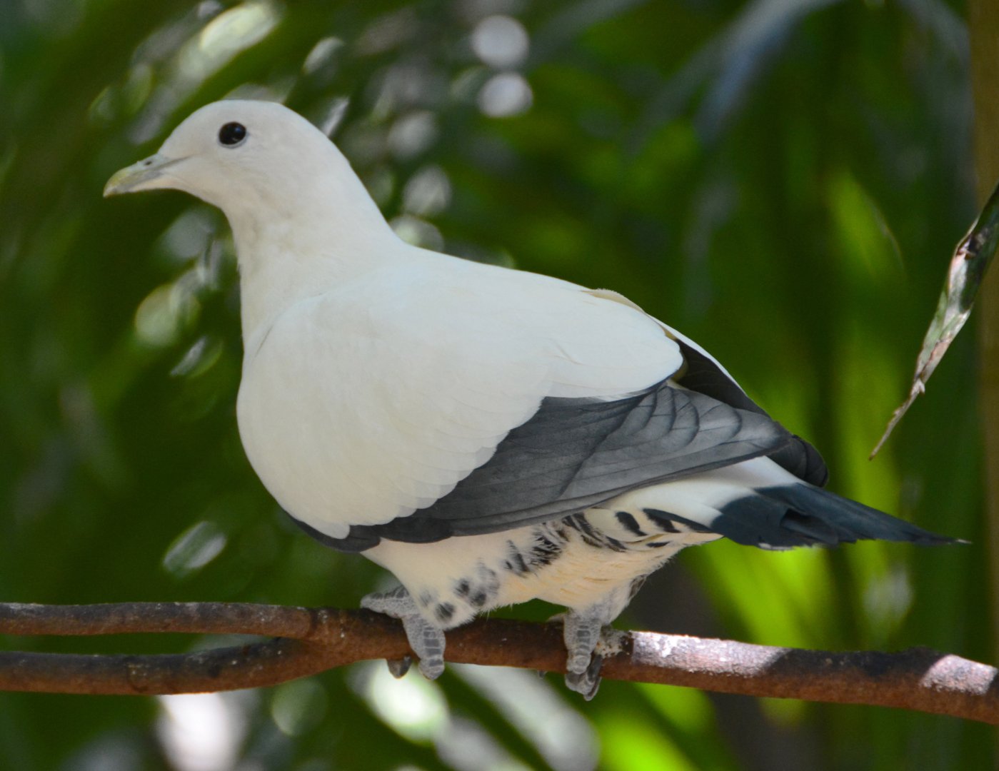 Pied Imperial-pigeon