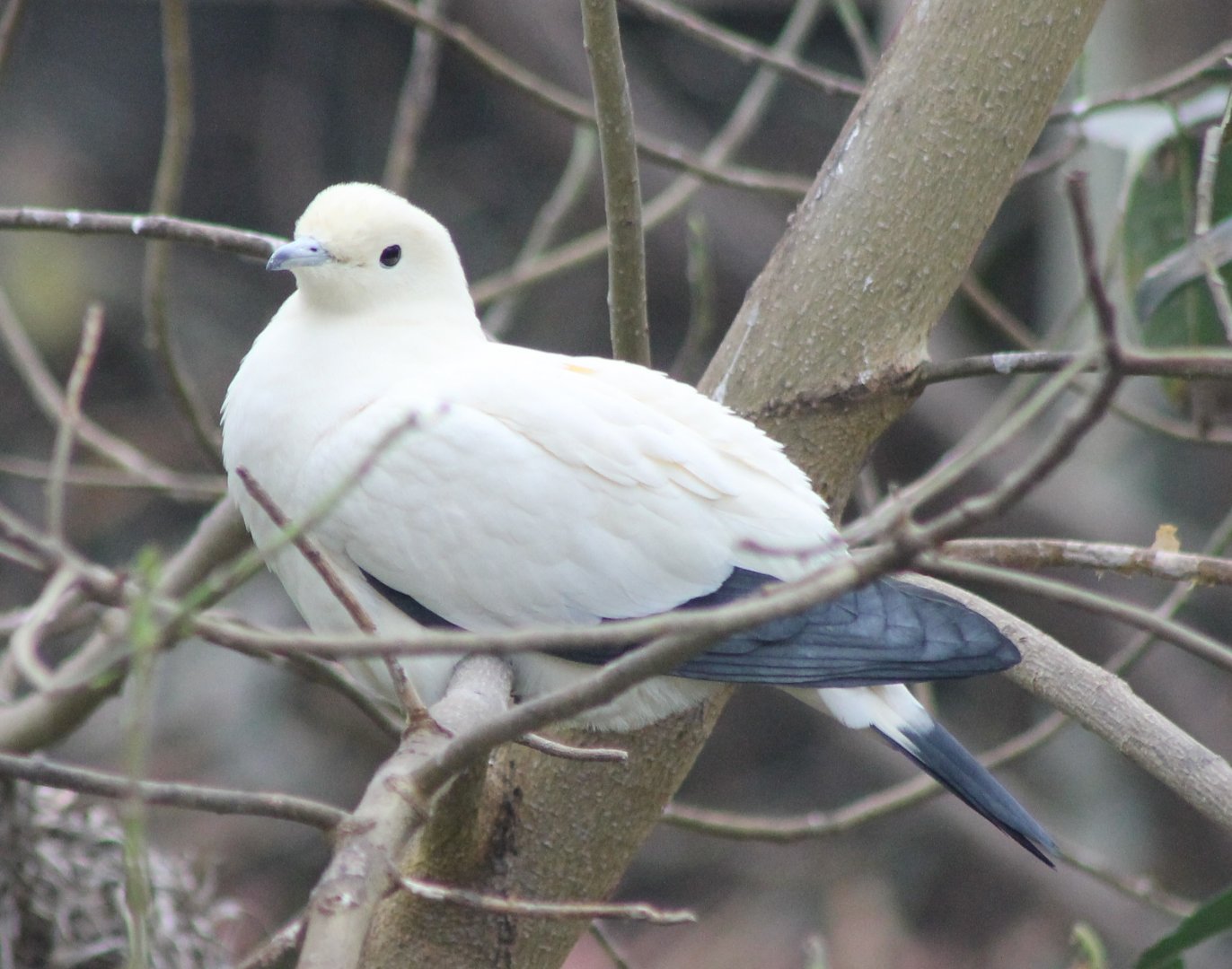 Pied imperial pigeon