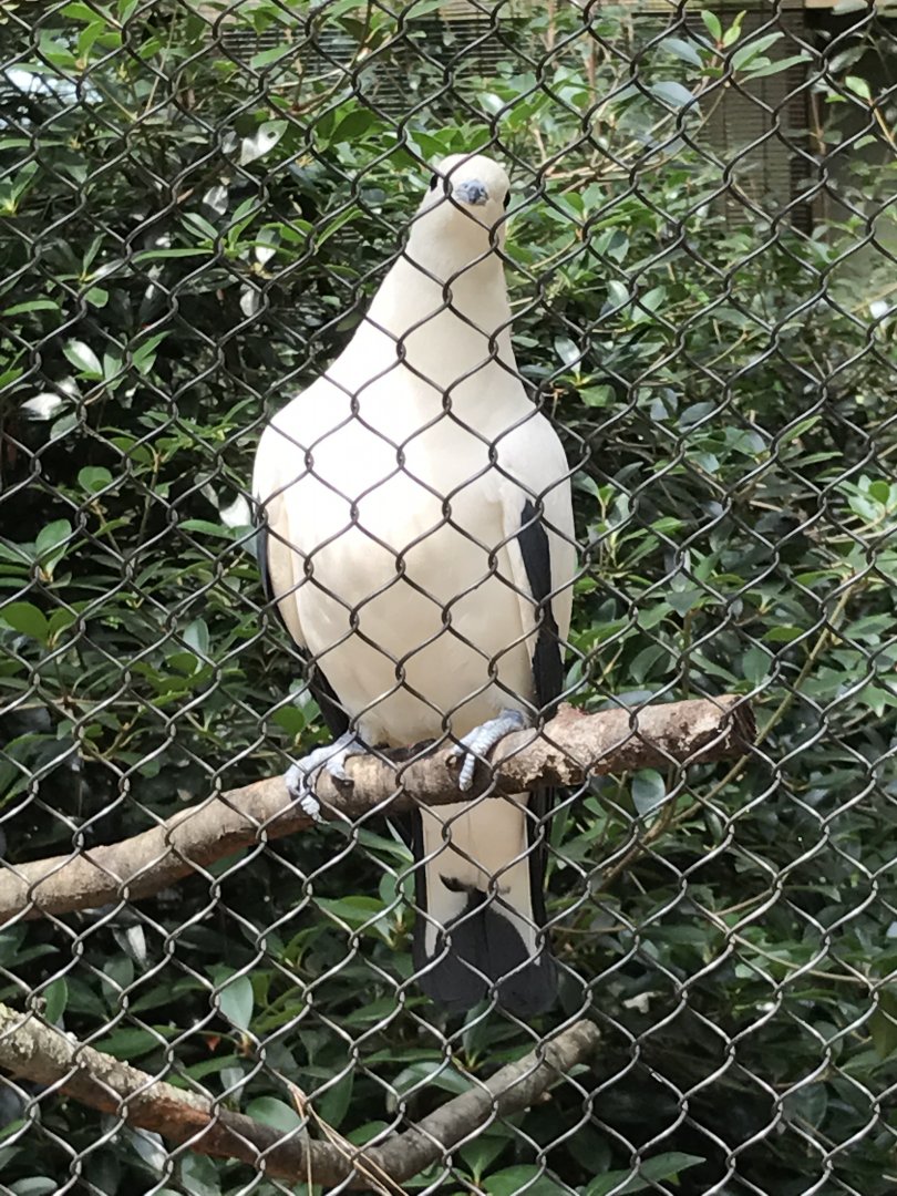 Pied imperial pigeon