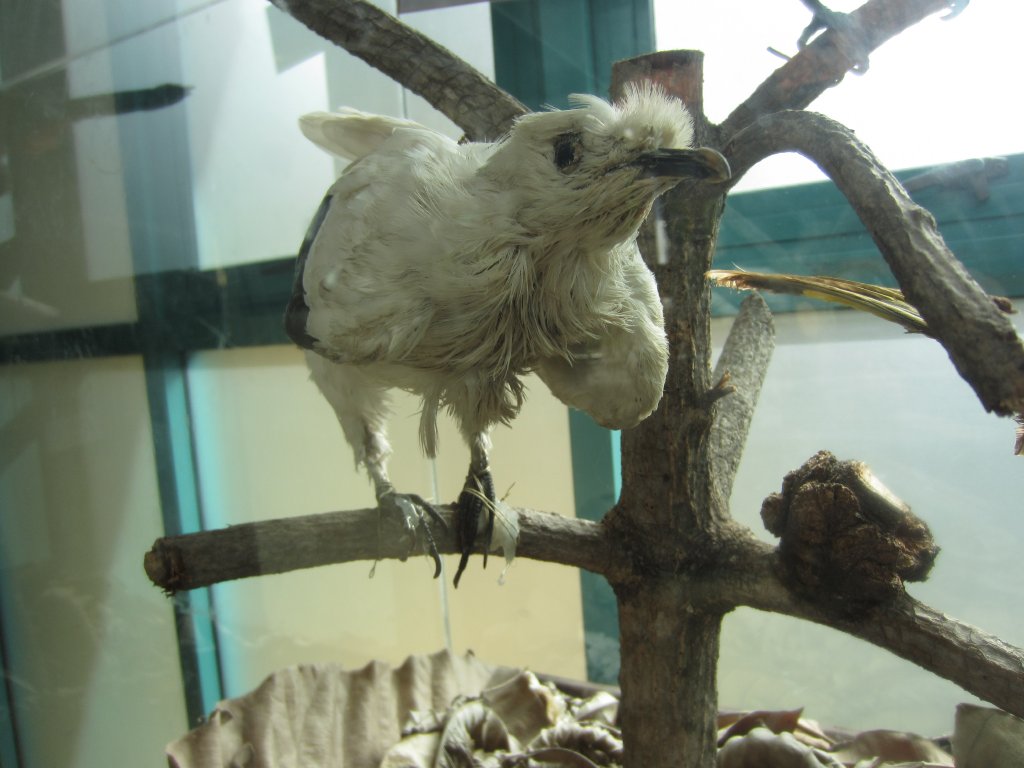 Pied Imperial Pigeon