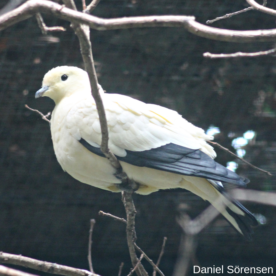 Pied imperial pigeon