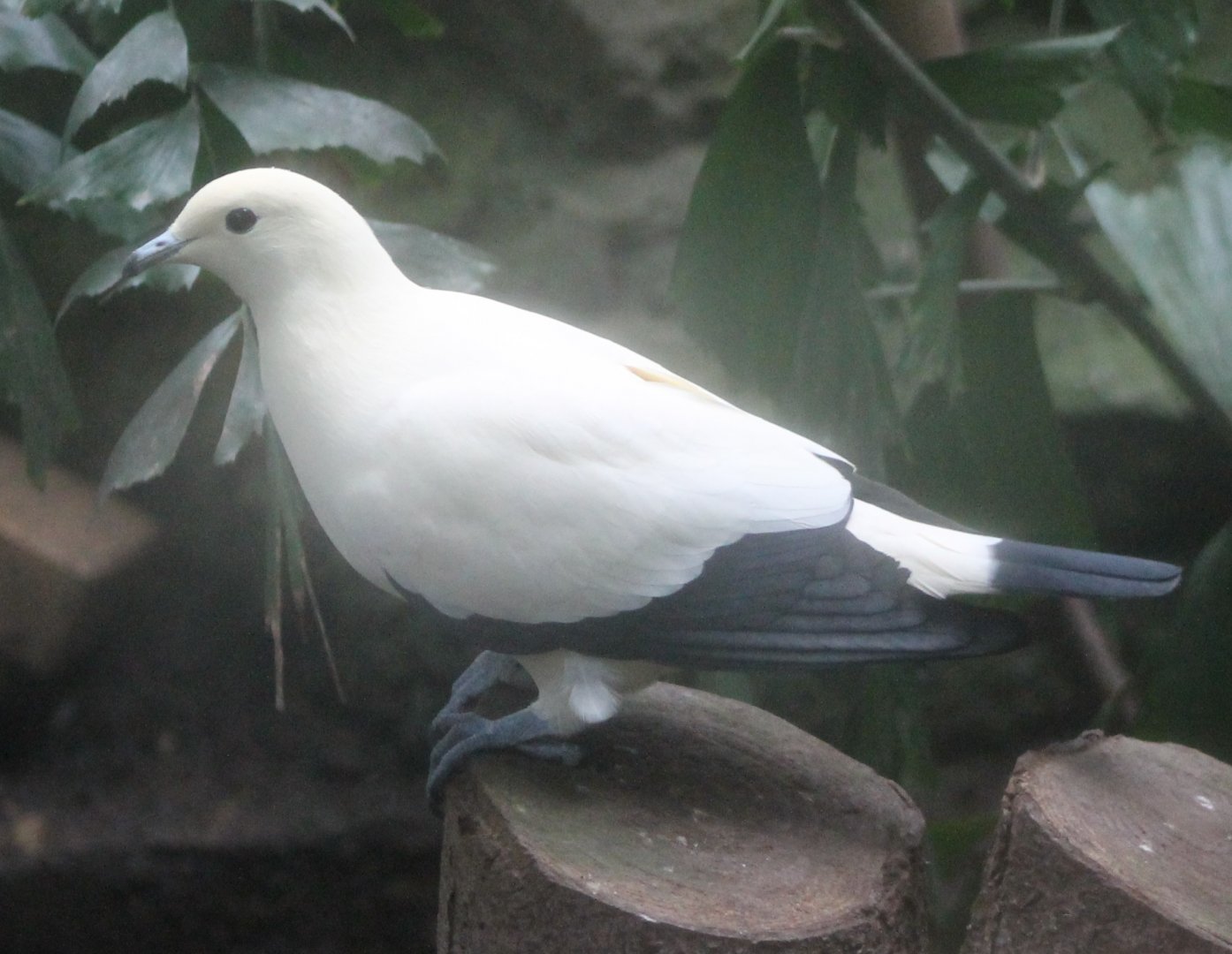 Pied imperial pigeon