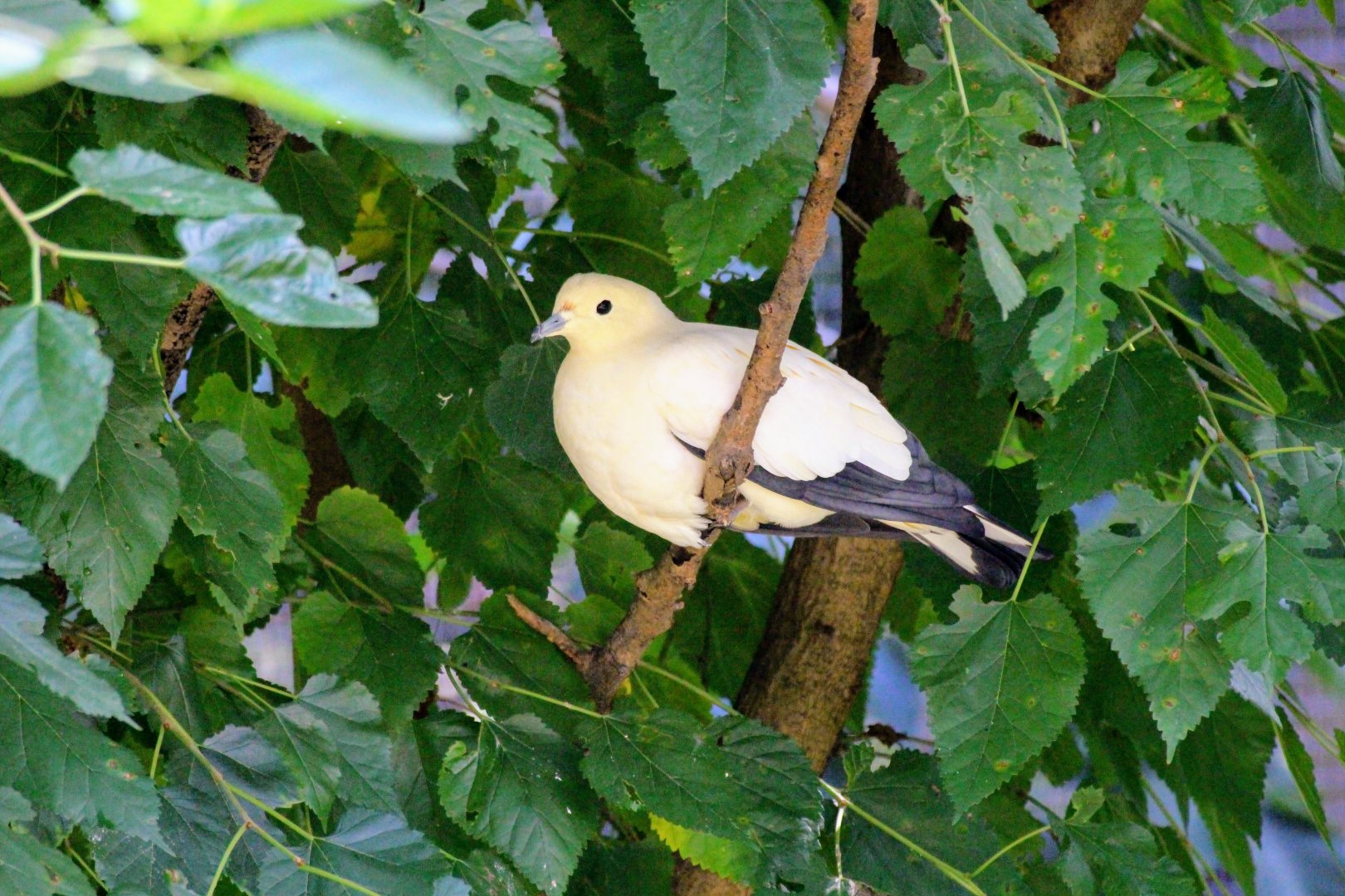 Pied Imperial Pigeon