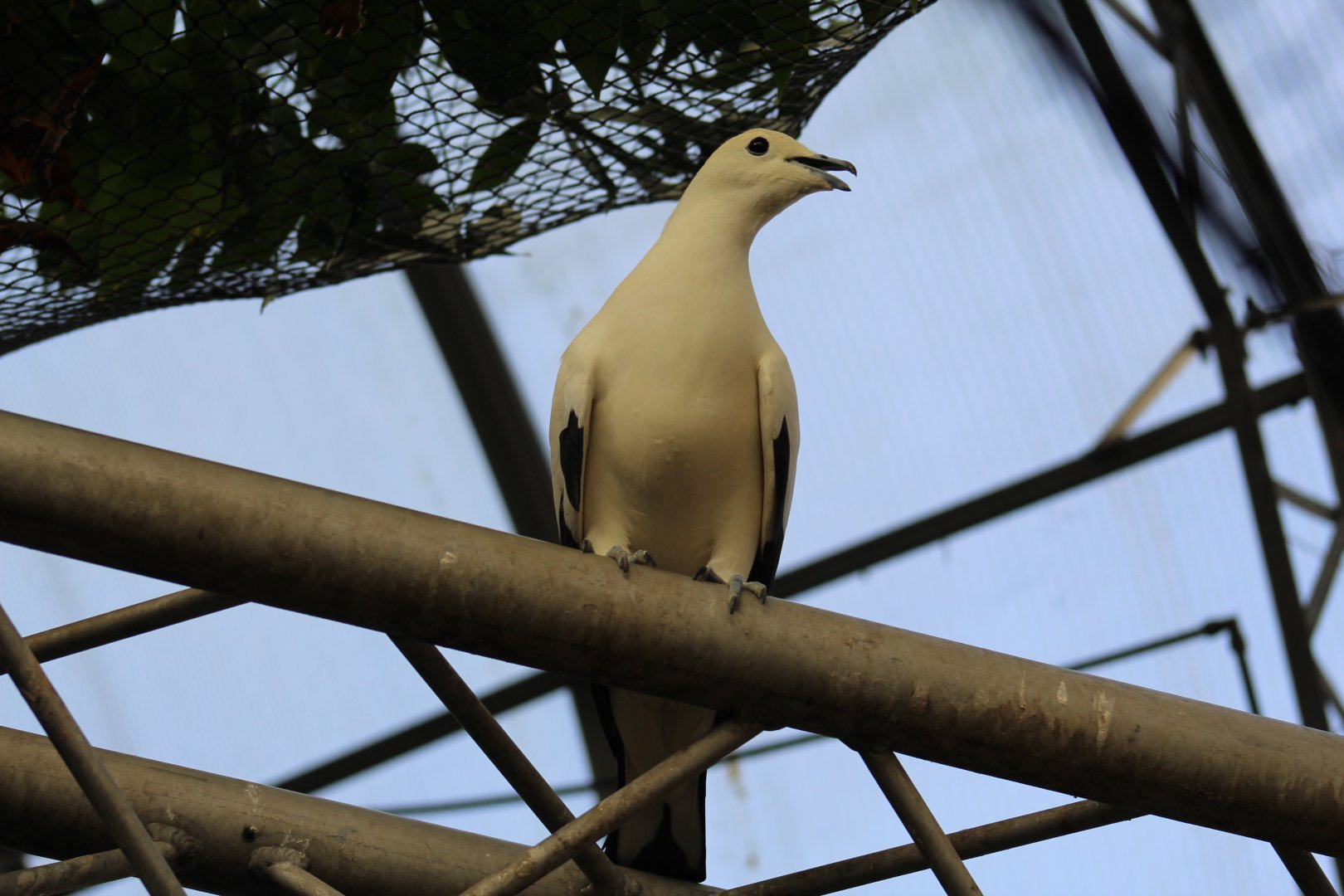 Pied Imperial-Pigeon