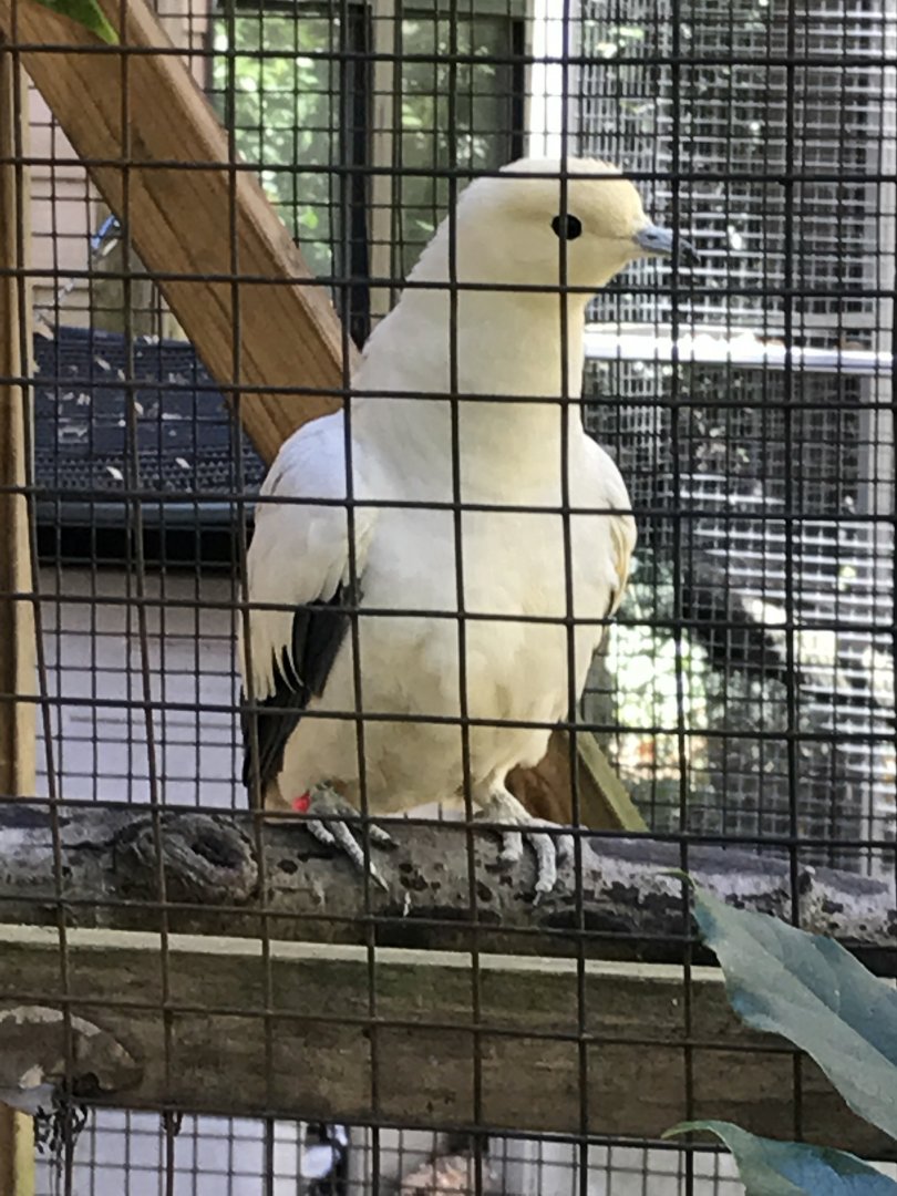 Pied imperial pigeon