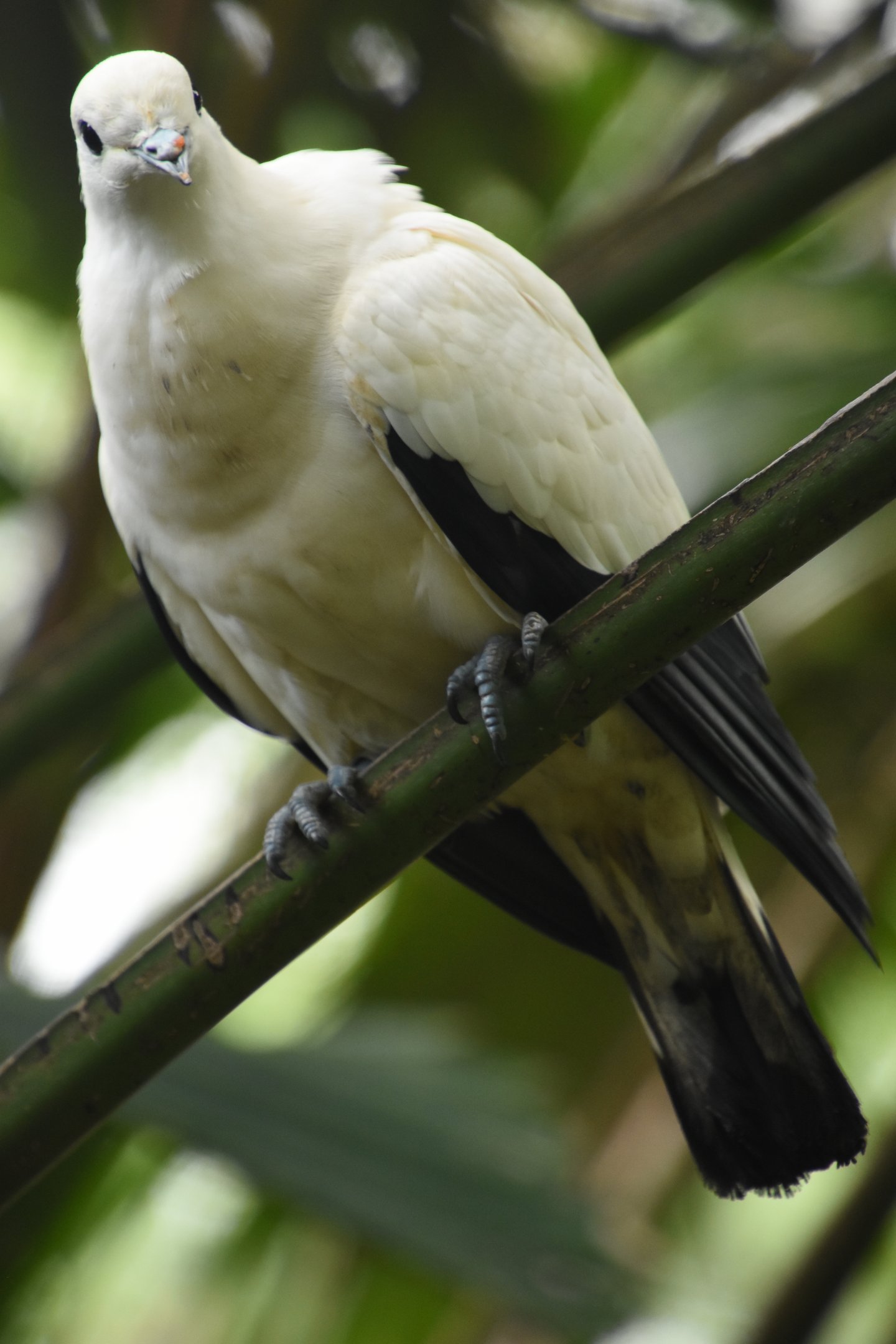 Pied imperial pigeon