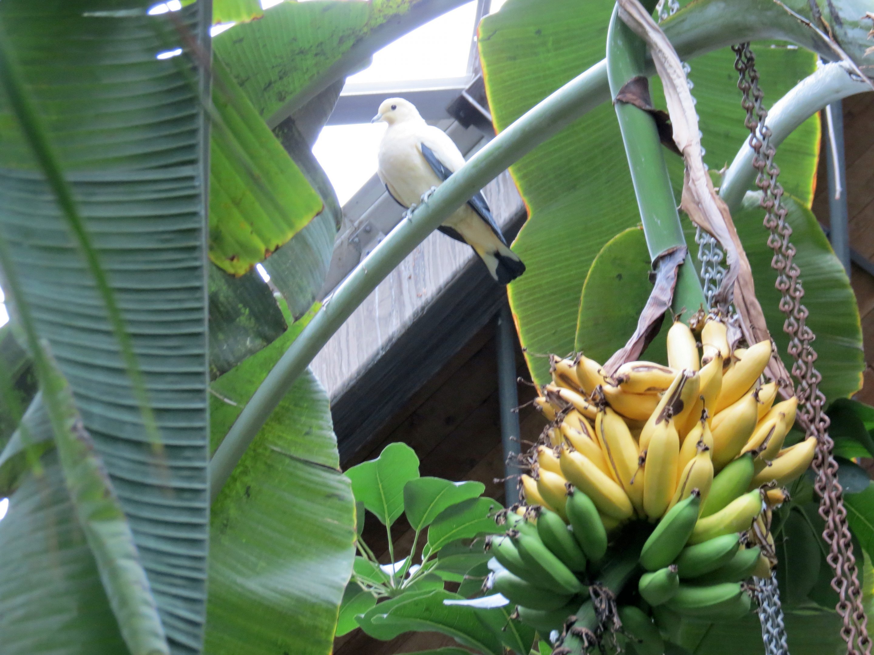 Pied Imperial Pigeon