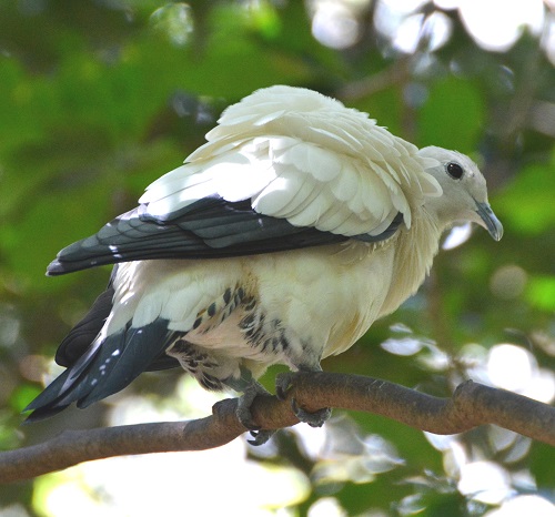 Pied Imperial-pigeon