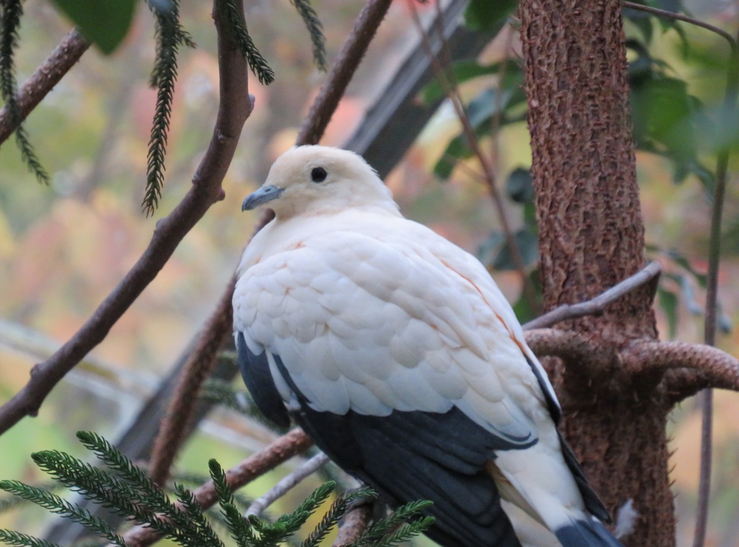 Pied imperial pigeon