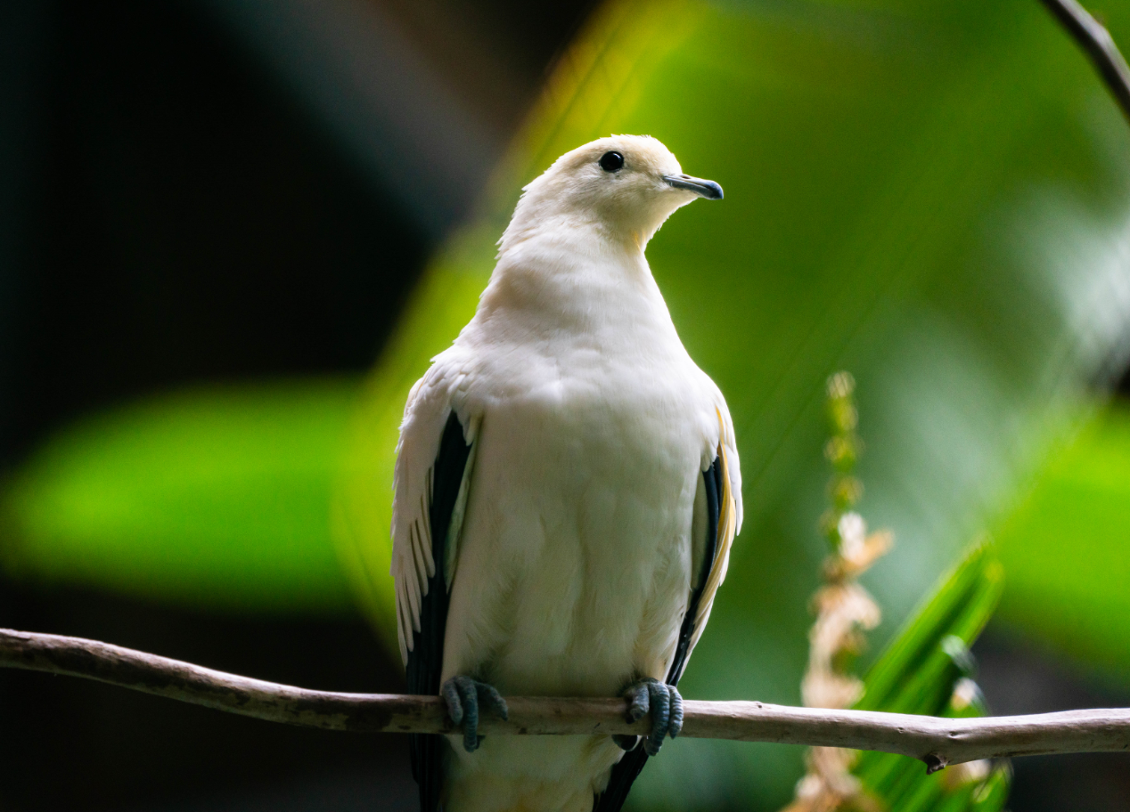 Pied Imperial Pigeon