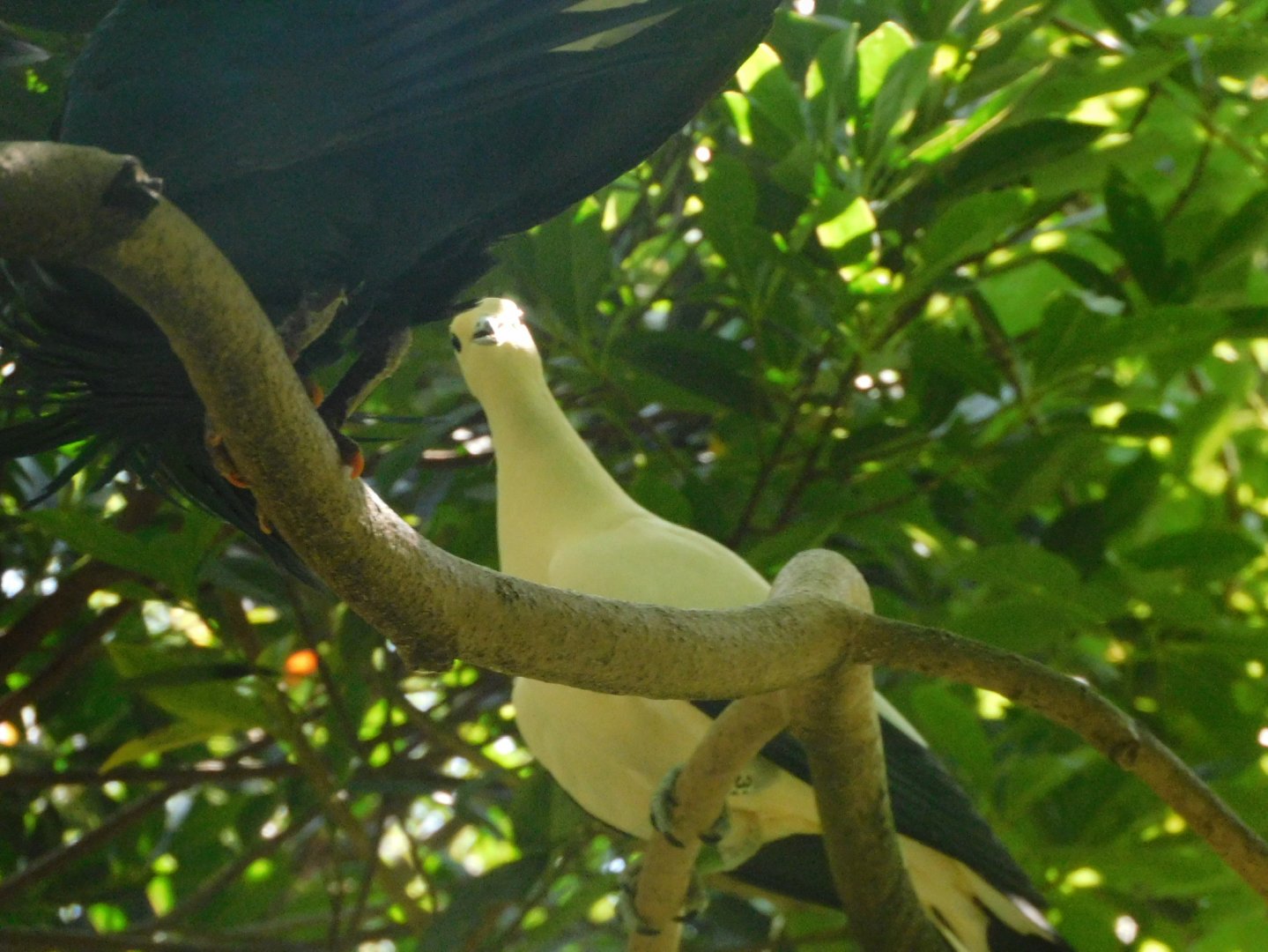 pied imperial pigeon