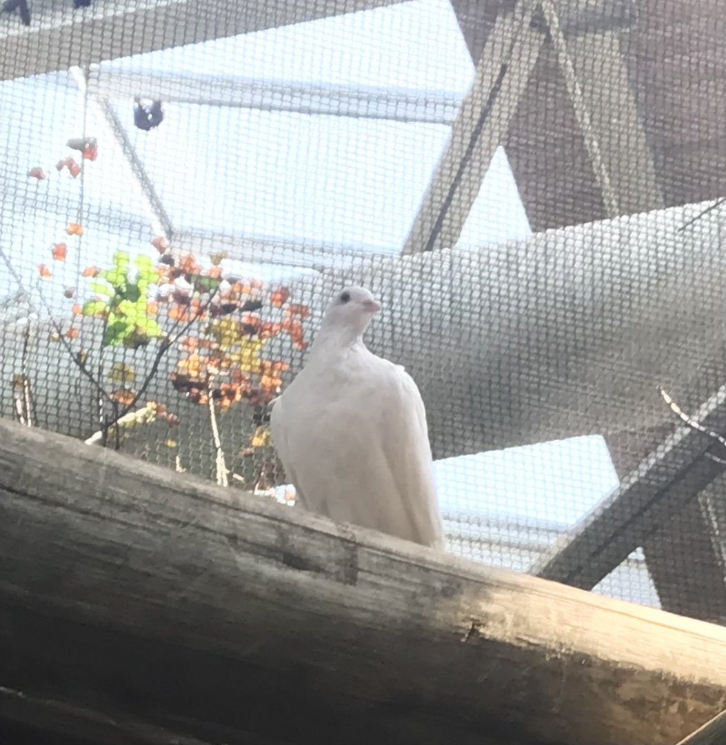 Pied imperial pigeon?