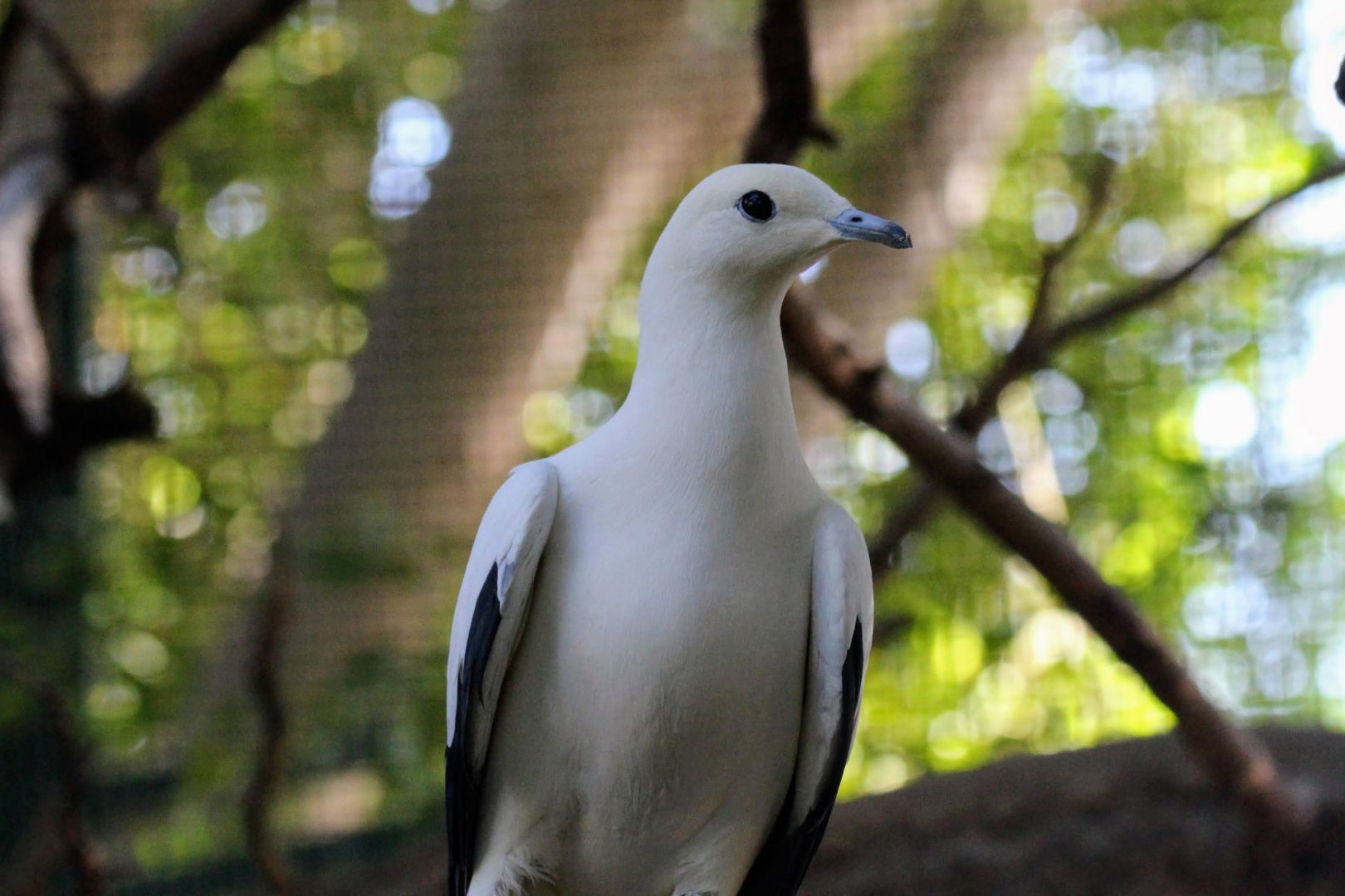 Pied Imperial Pigeon