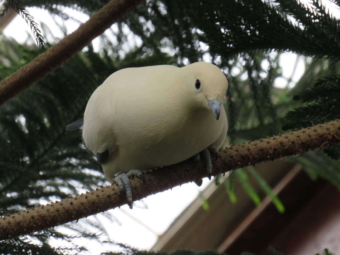 Pied imperial pigeon
