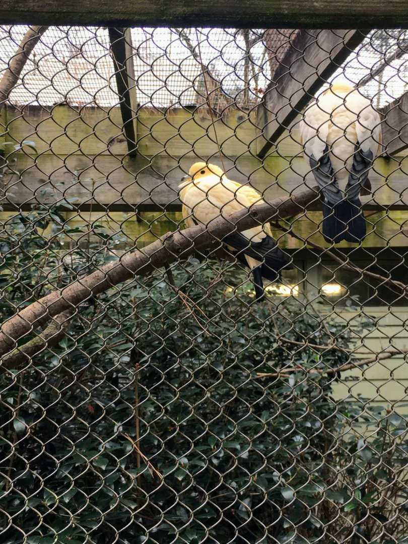 Pied imperial pigeon