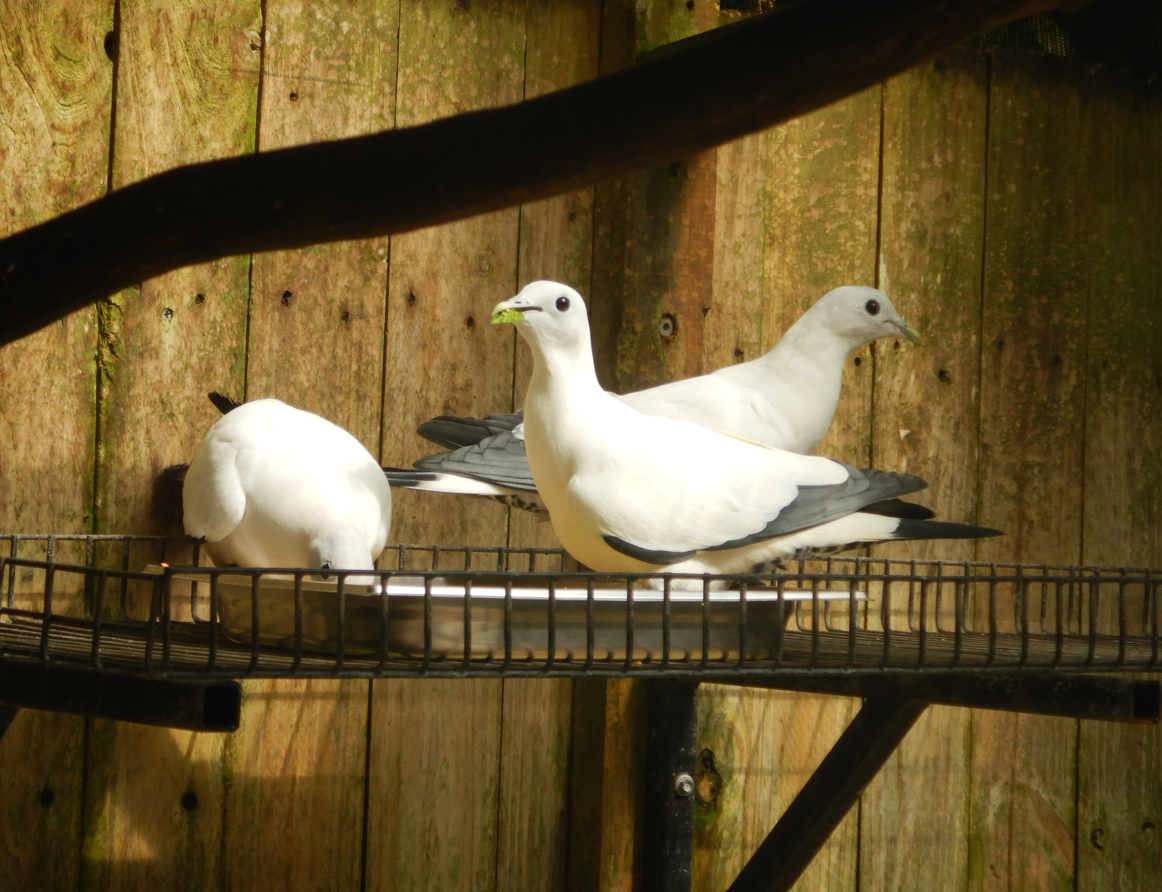 Pied Imperial Pigeon