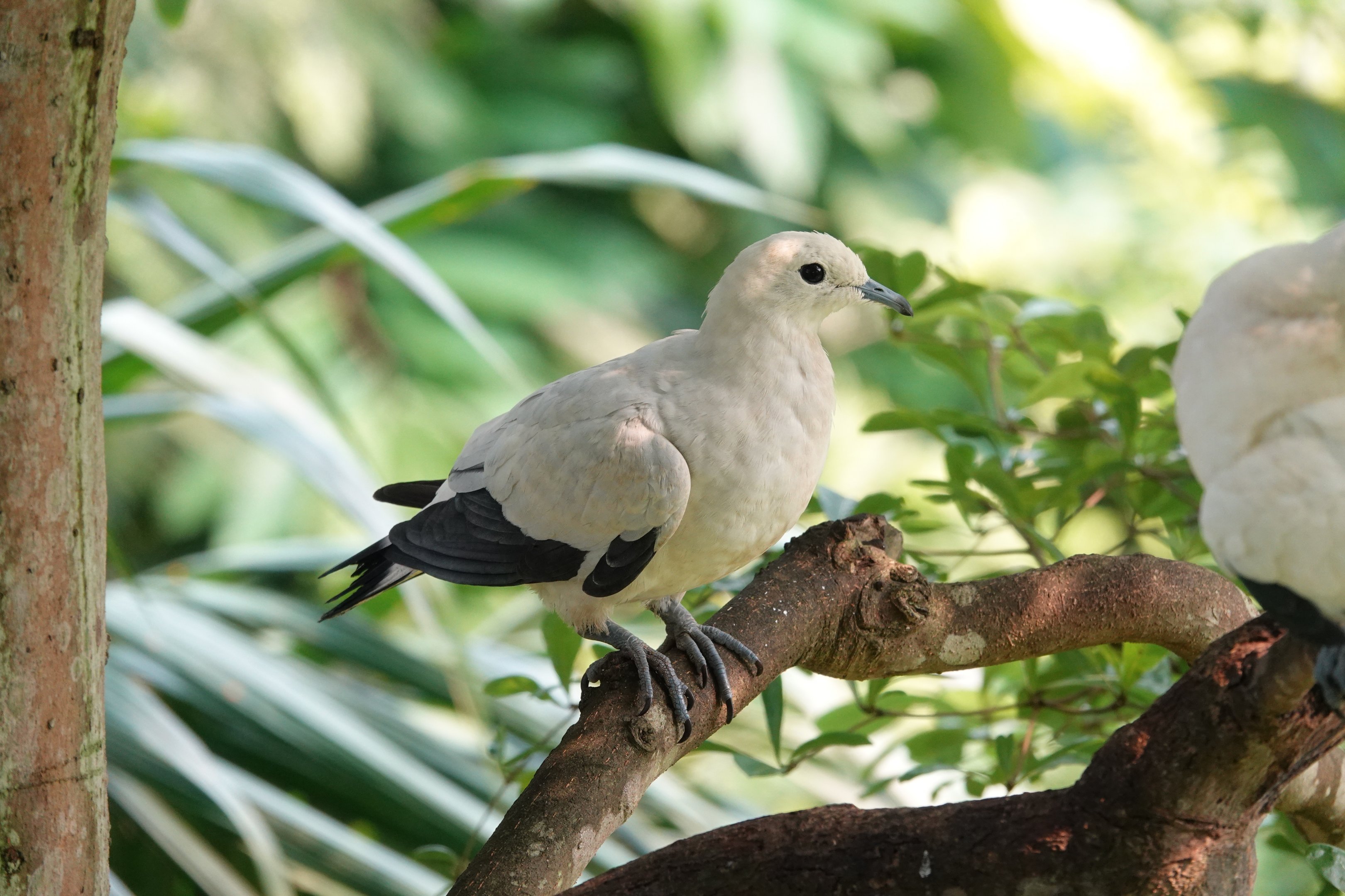 Pied Imperial-Pigeon