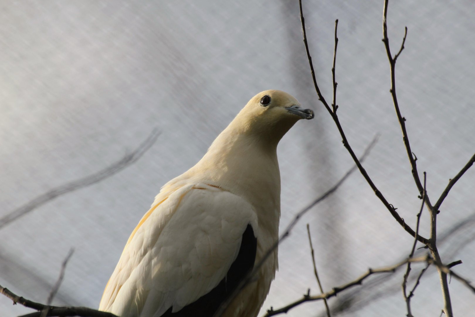 Pied Imperial-Pigeon