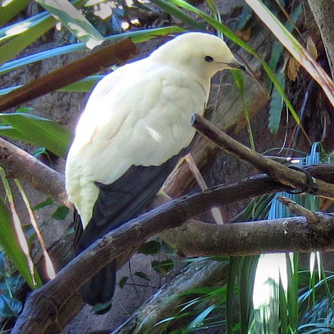 Pied Imperial Pigeon