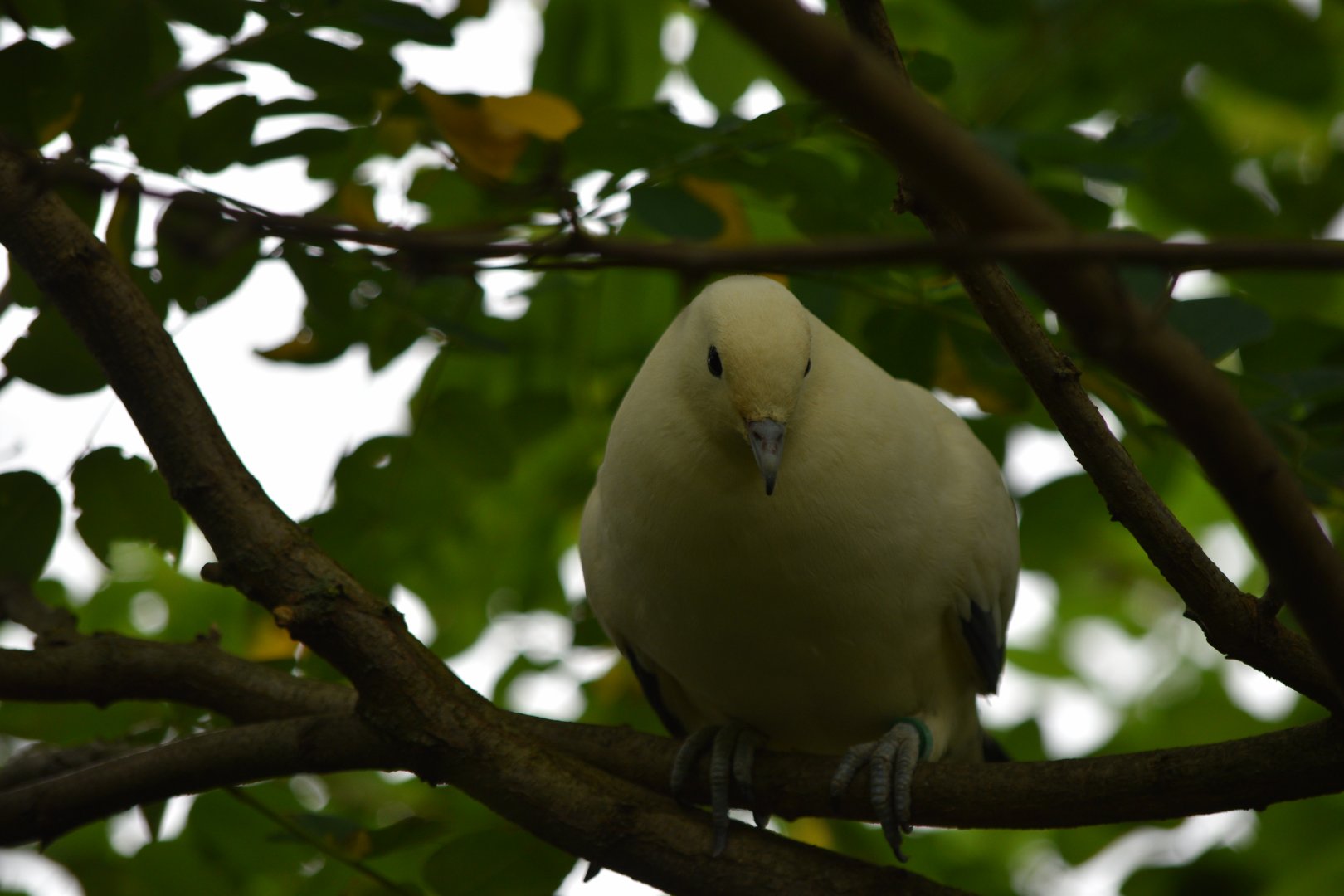 Pied imperial pigeon