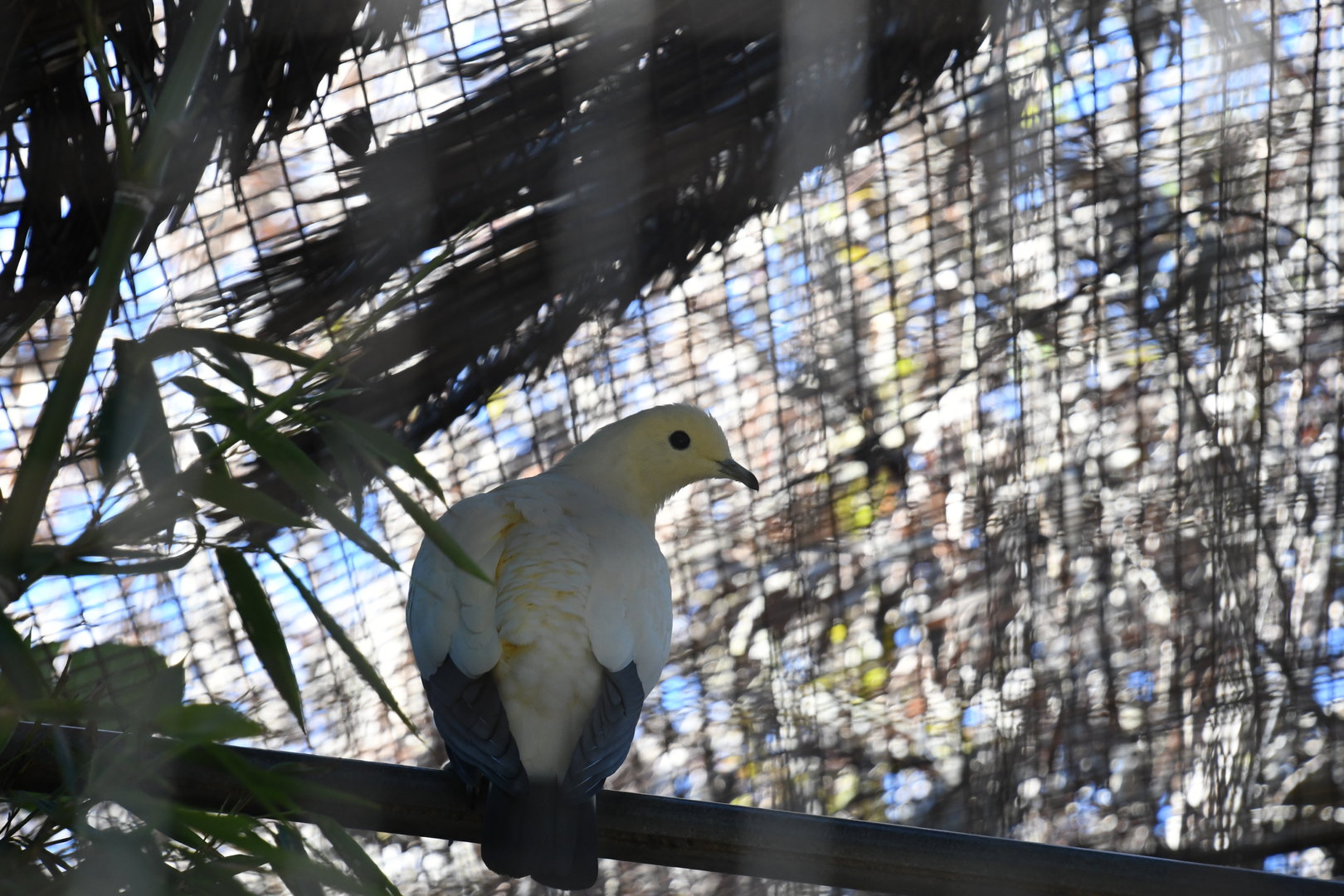 Pied Imperial Pigeon