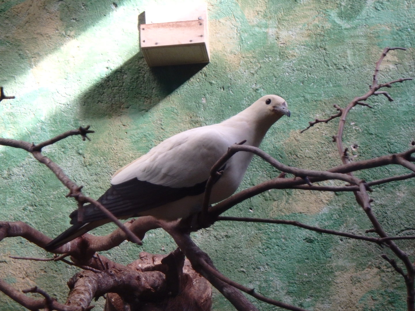 Pied imperial pigeon