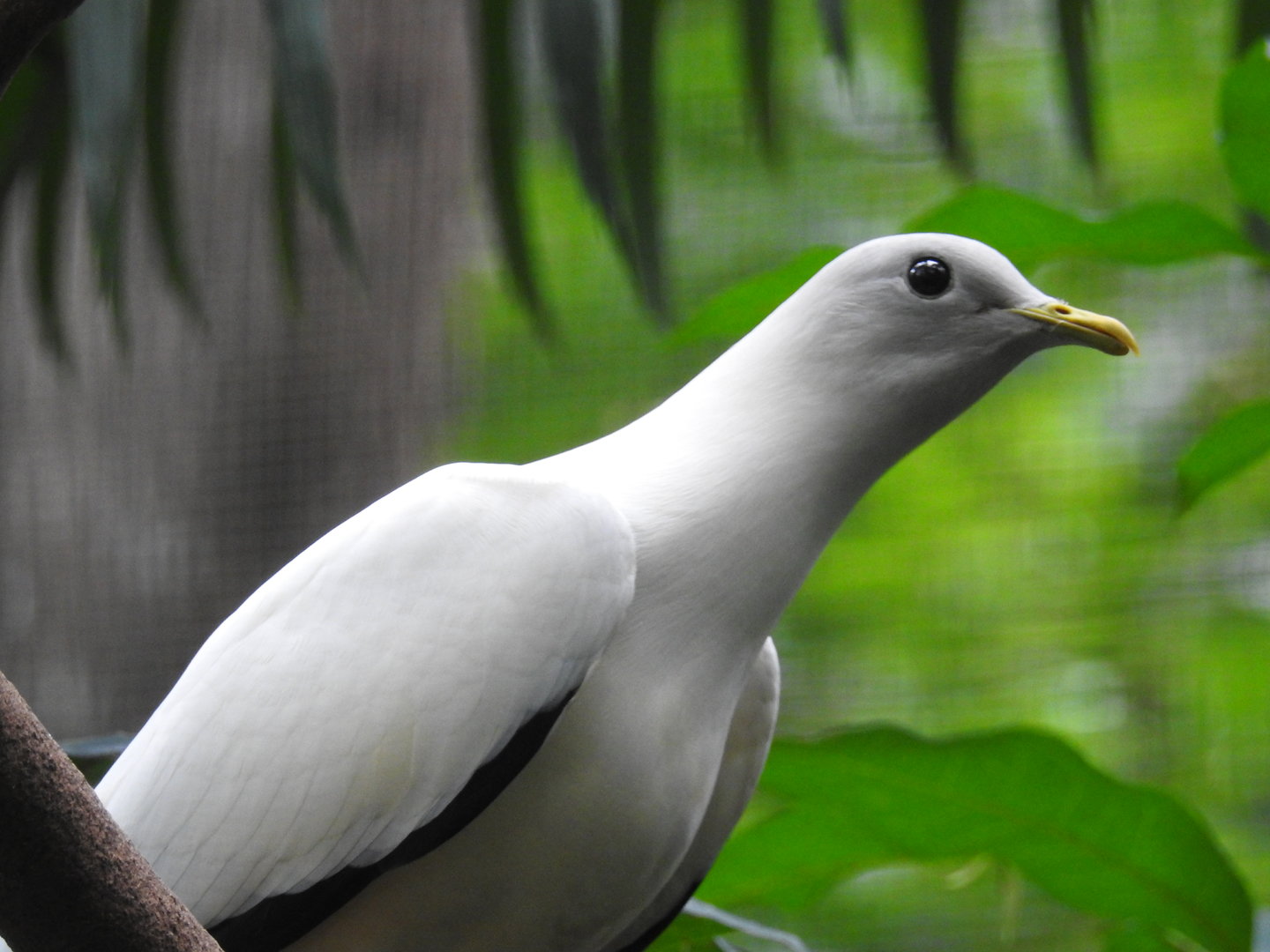 Pied Imperial-Pigeon