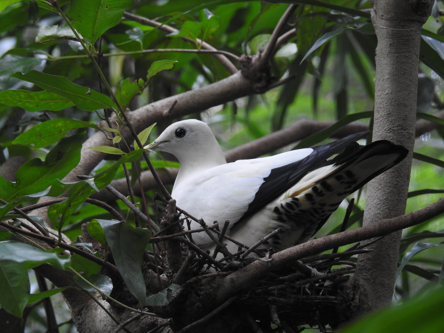 Pied Imperial-Pigeon