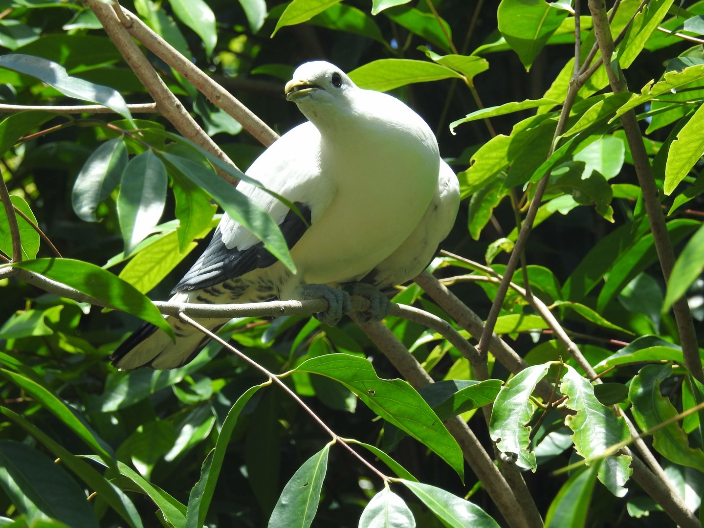 Pied Imperial-Pigeon
