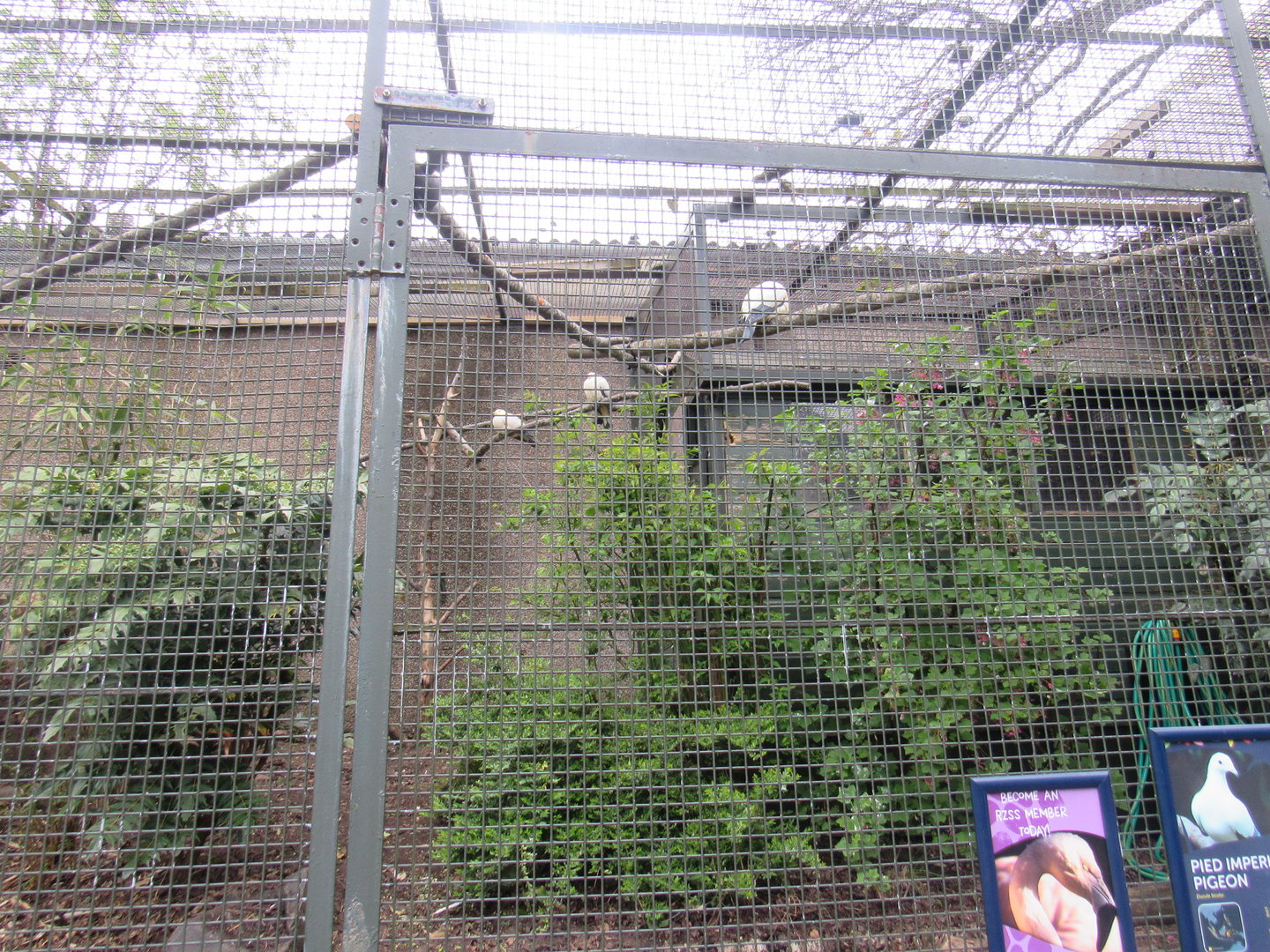 Pied Imperial Pigeon