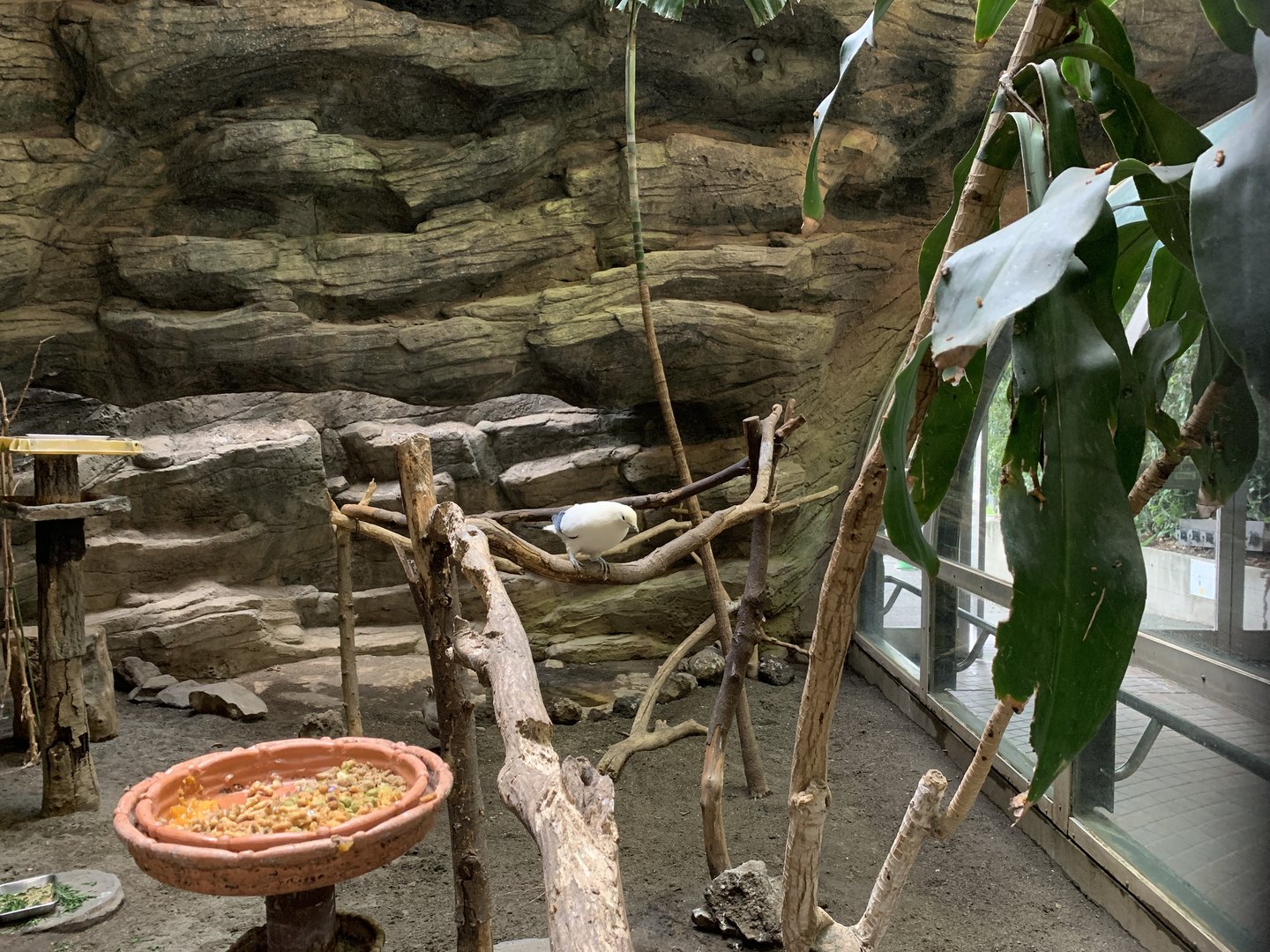 Pied Imperial Pigeon