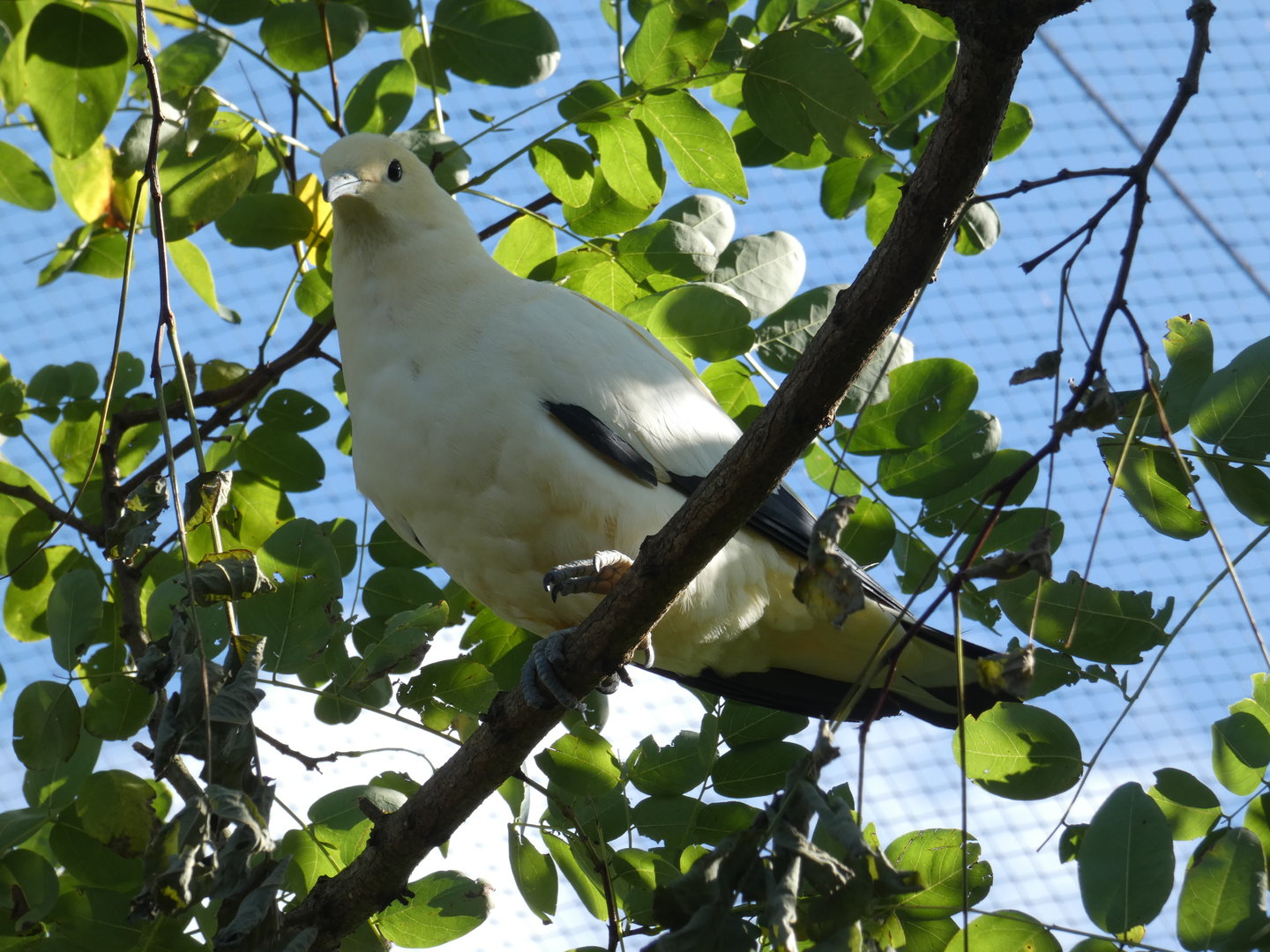 Pied imperial pigeon