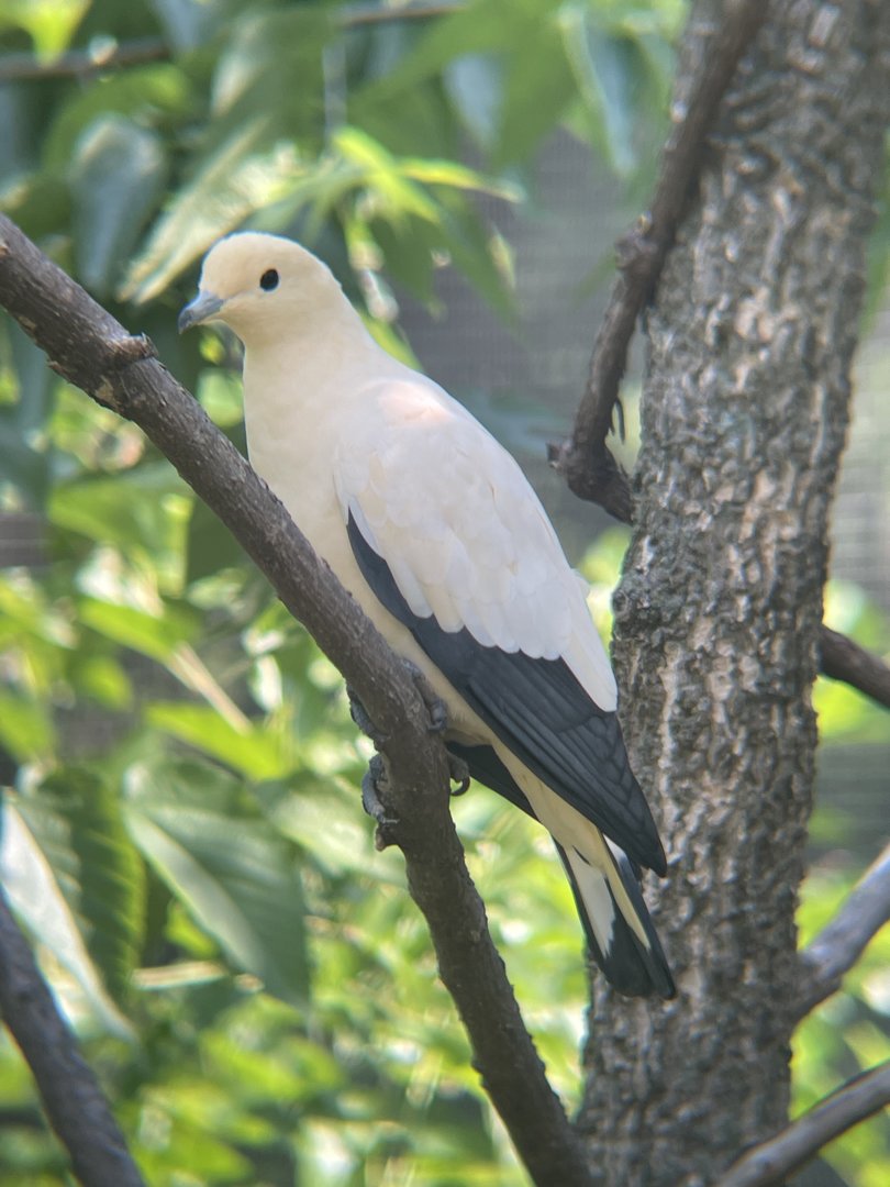 Pied Imperial Pigeon