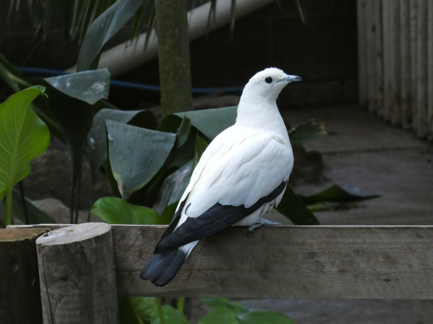 Pied imperial pigeon
