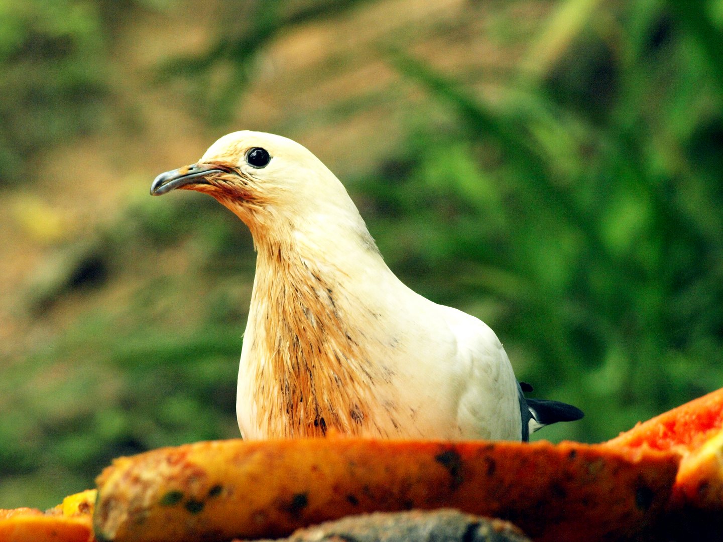 Pied Imperial pigeon