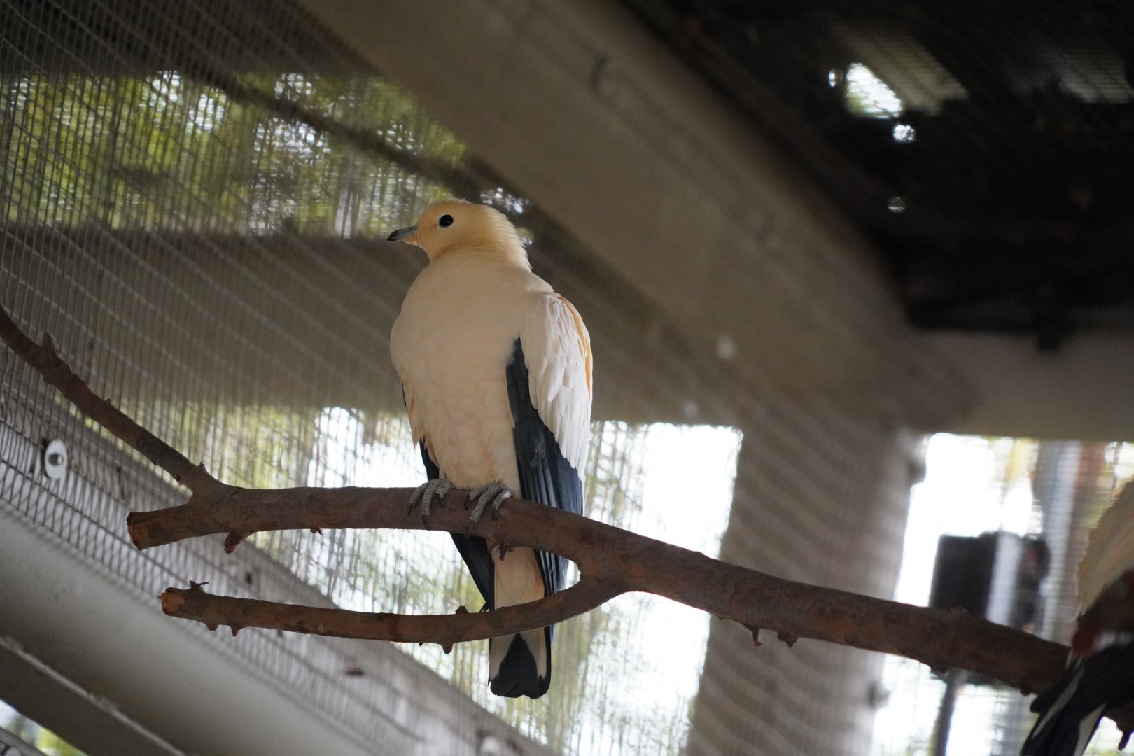 Pied imperial pigeon