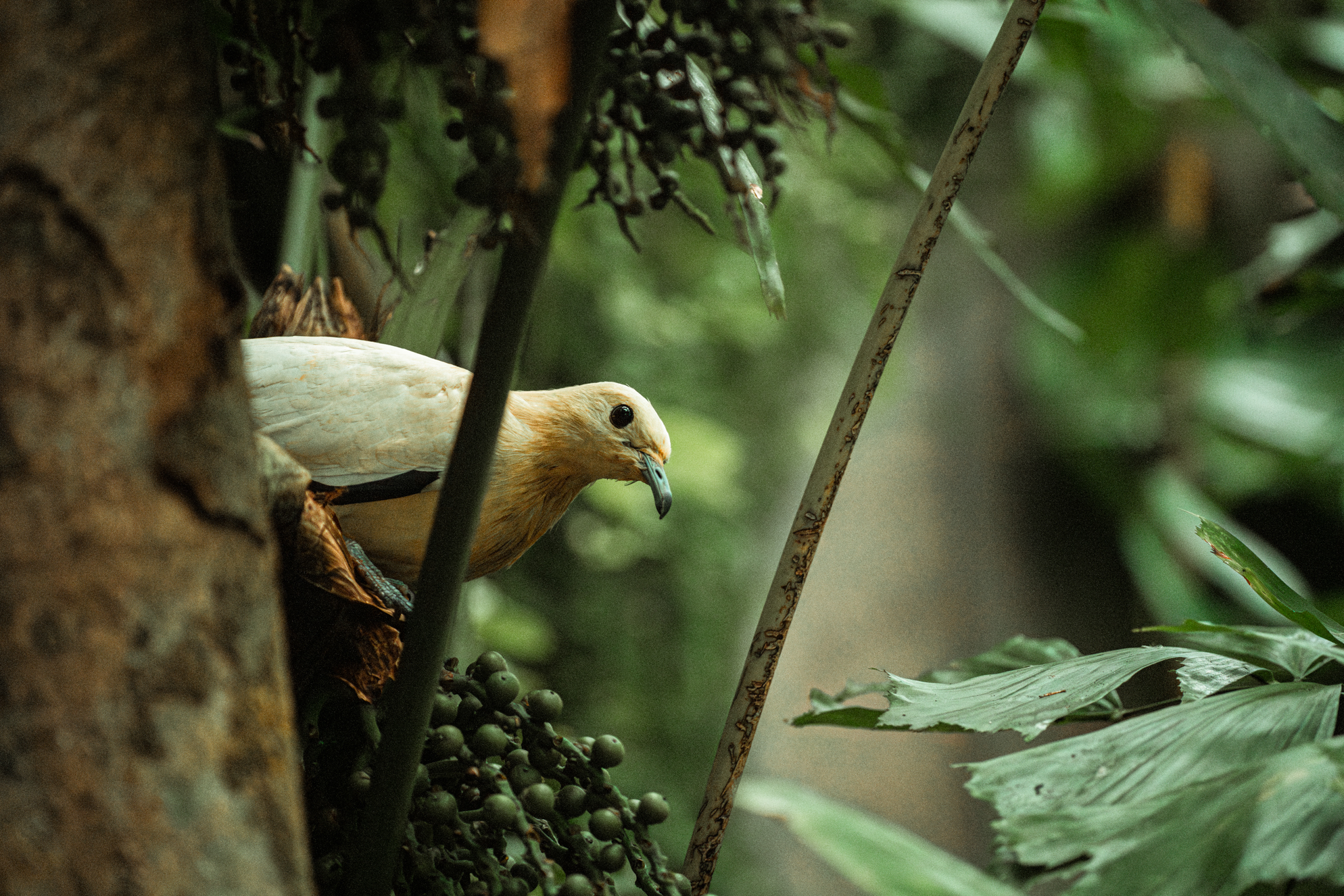 Pied Imperial-Pigeon