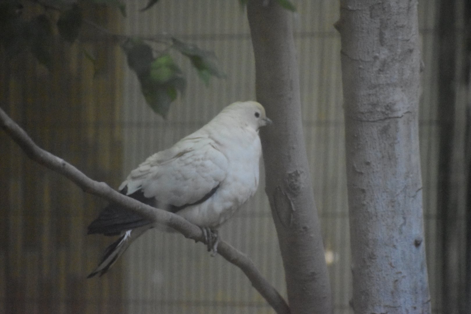 Pied Imperial Pigeon