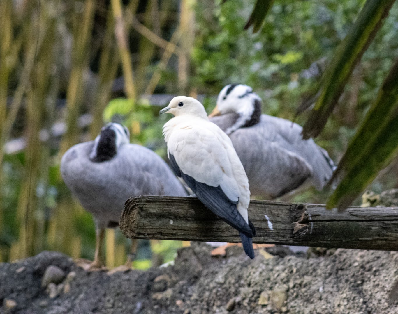 Pied Imperial Pigeon