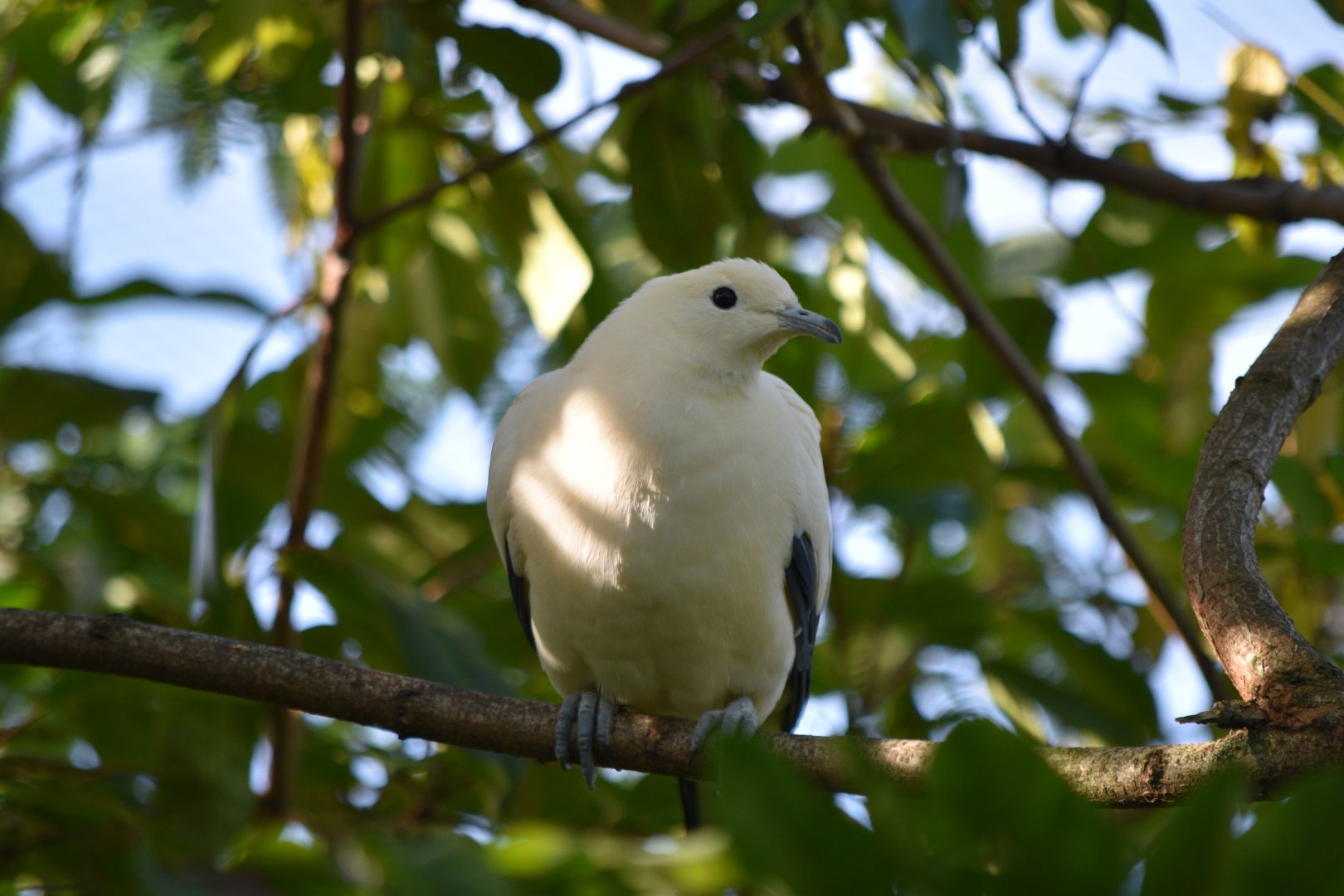 Pied imperial pigeon